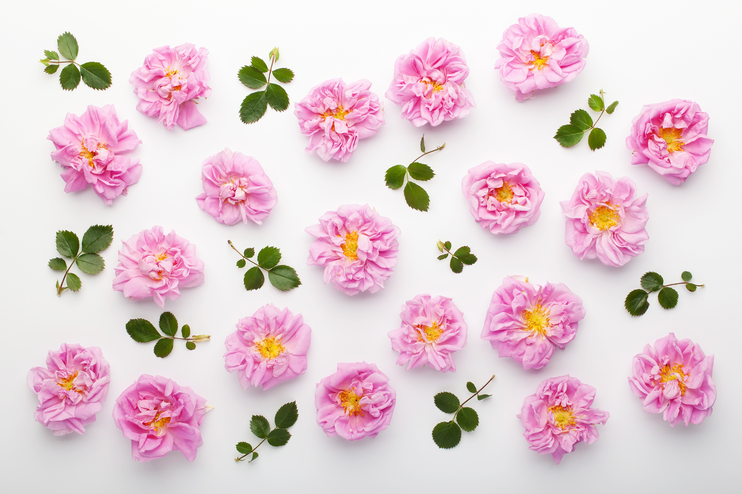 damask rose