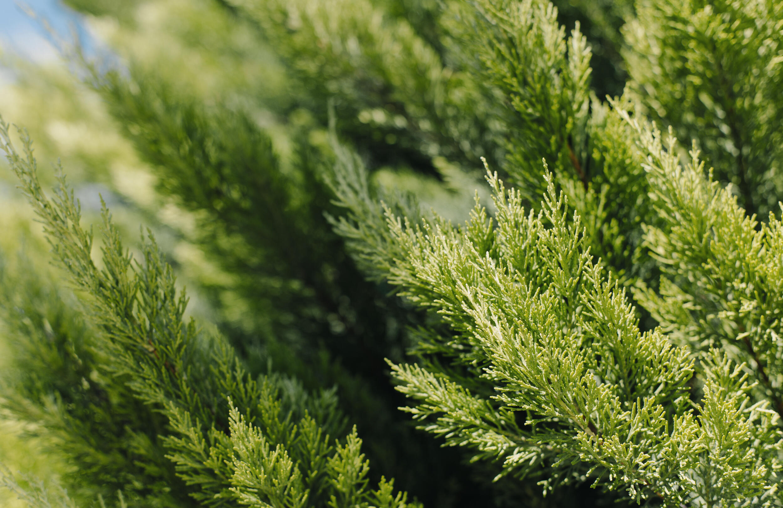 Acqua di Giò by Giorgio Armani: Parfum or Profumo? ~ Fragrance Reviews