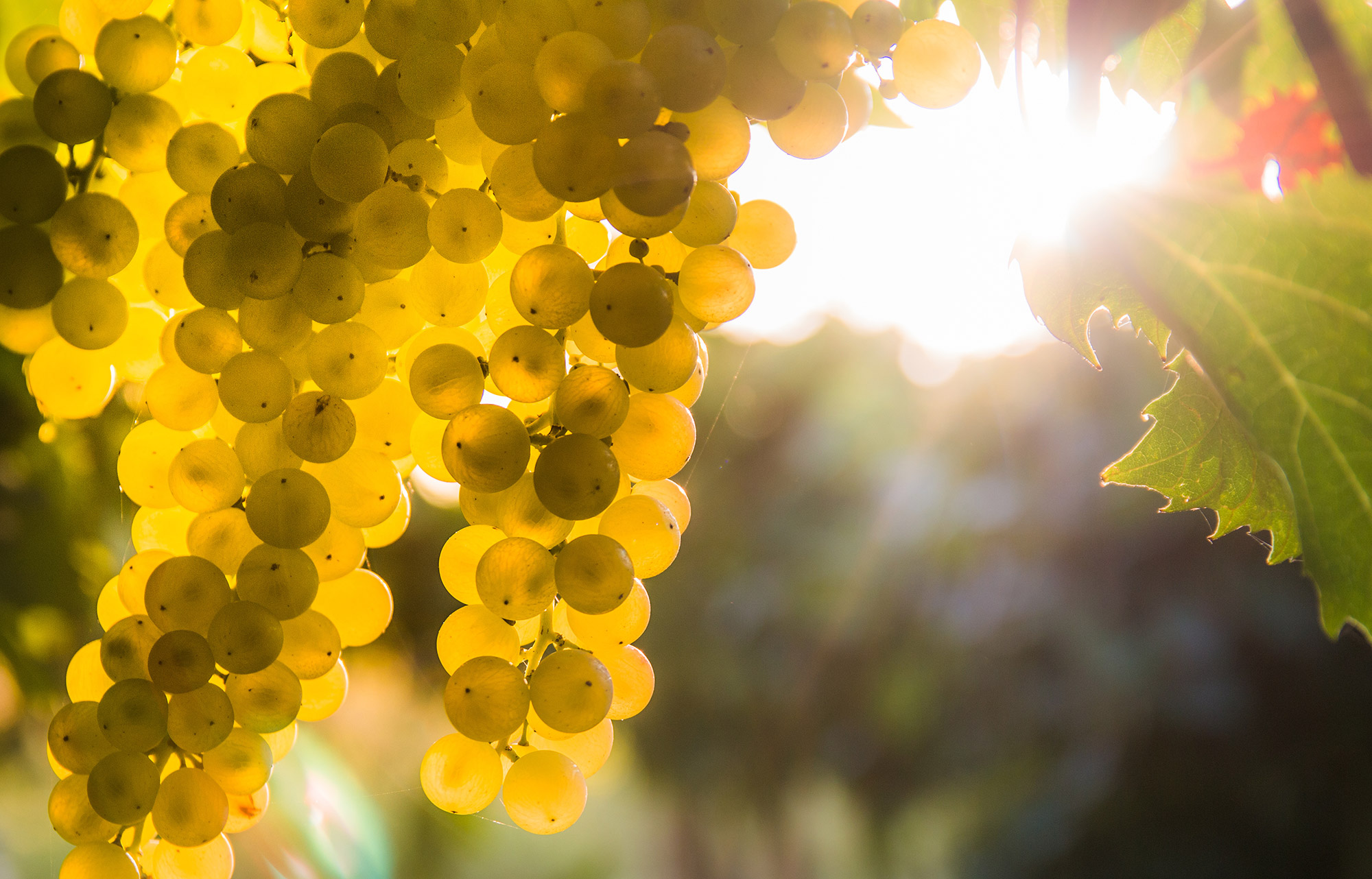grapes in the sunlight