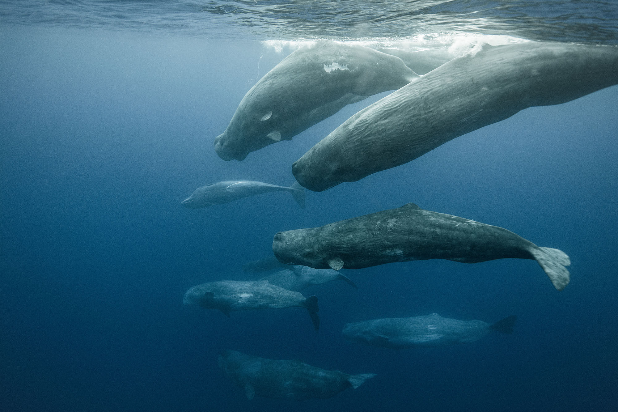 Sperm whales in the ocean.