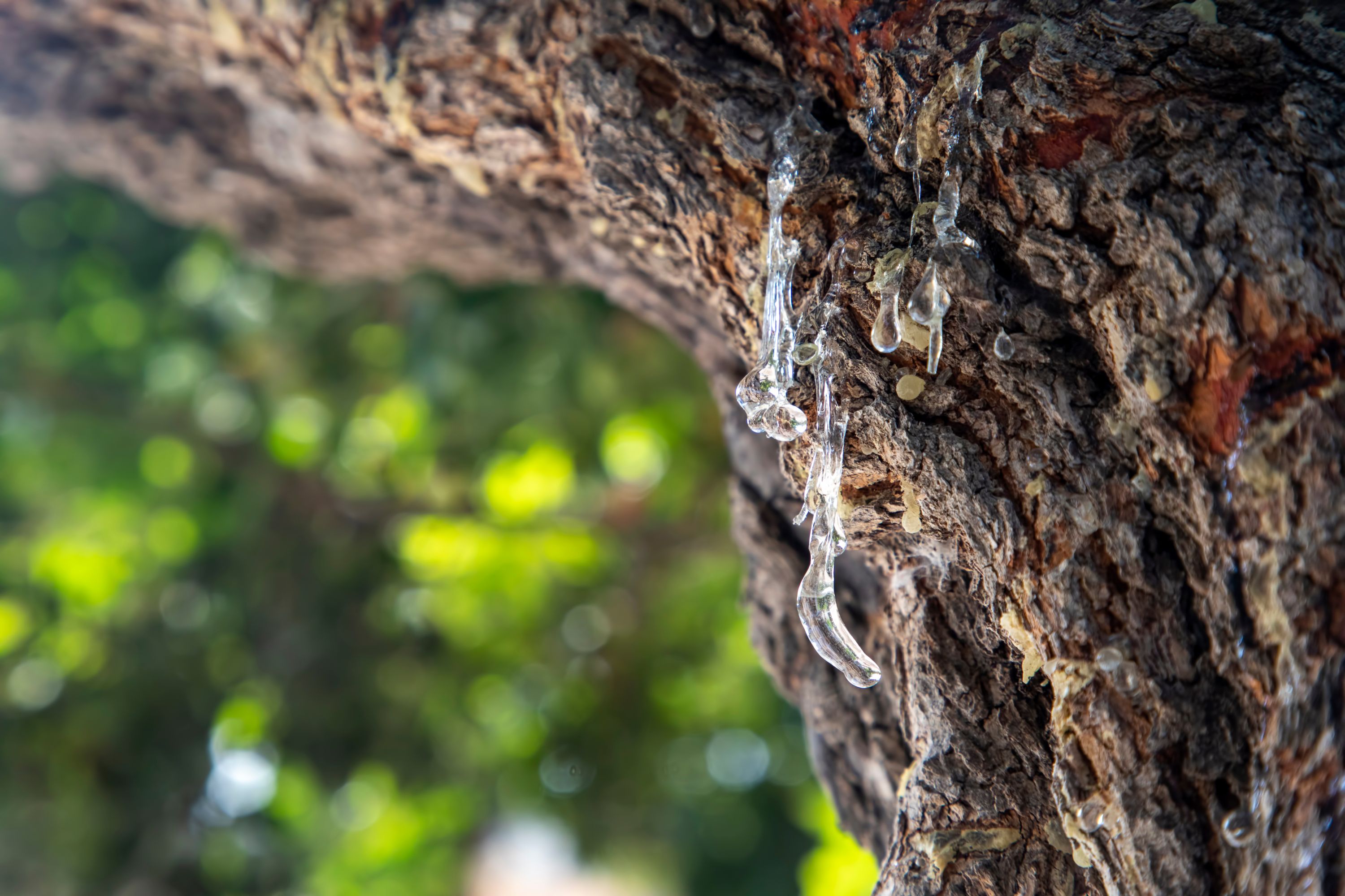 Scents of Greece: Cretan Dittany, Mastic Resin and Anise ~ Fragrances and  Cultures