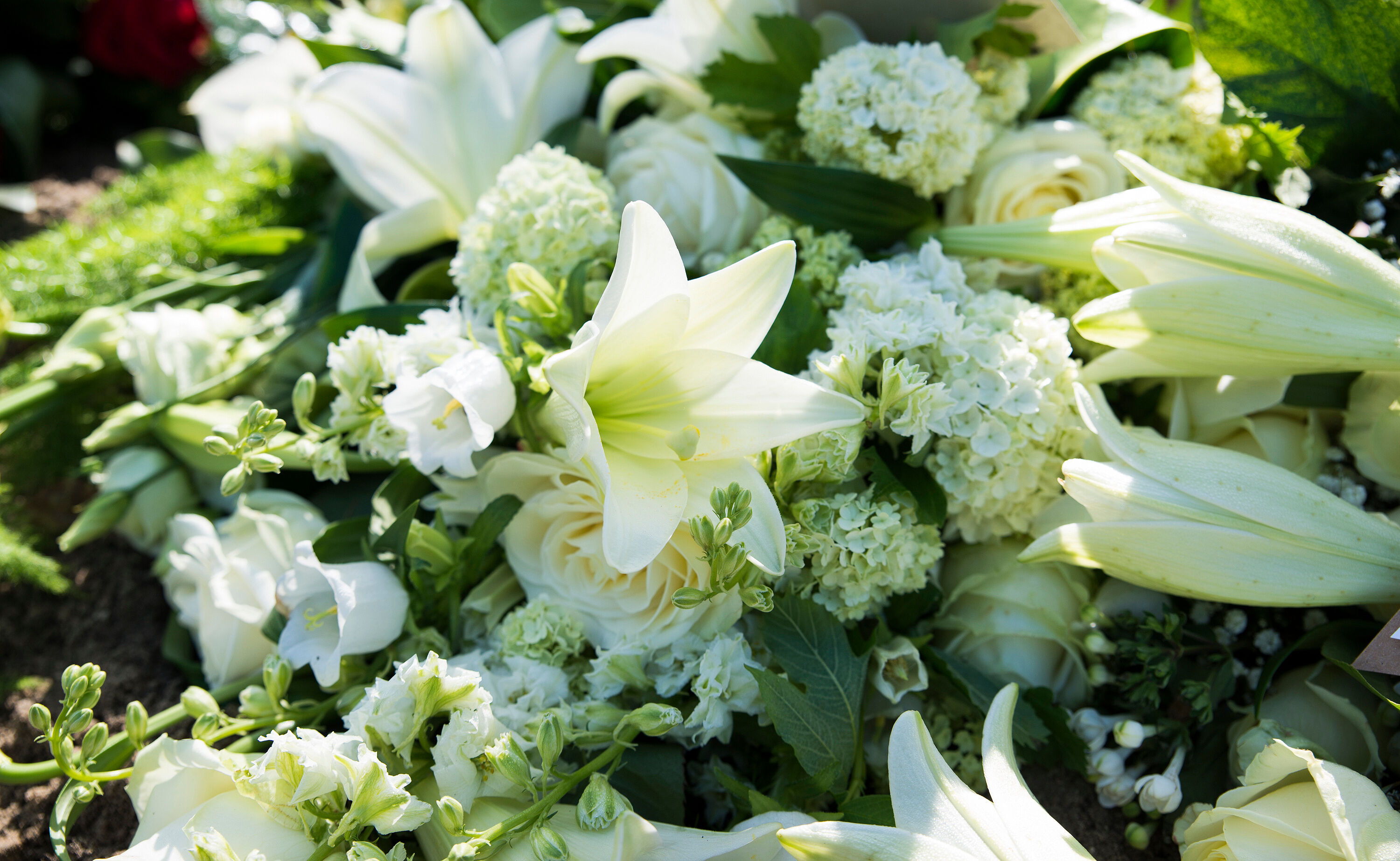 Fiori bianchi