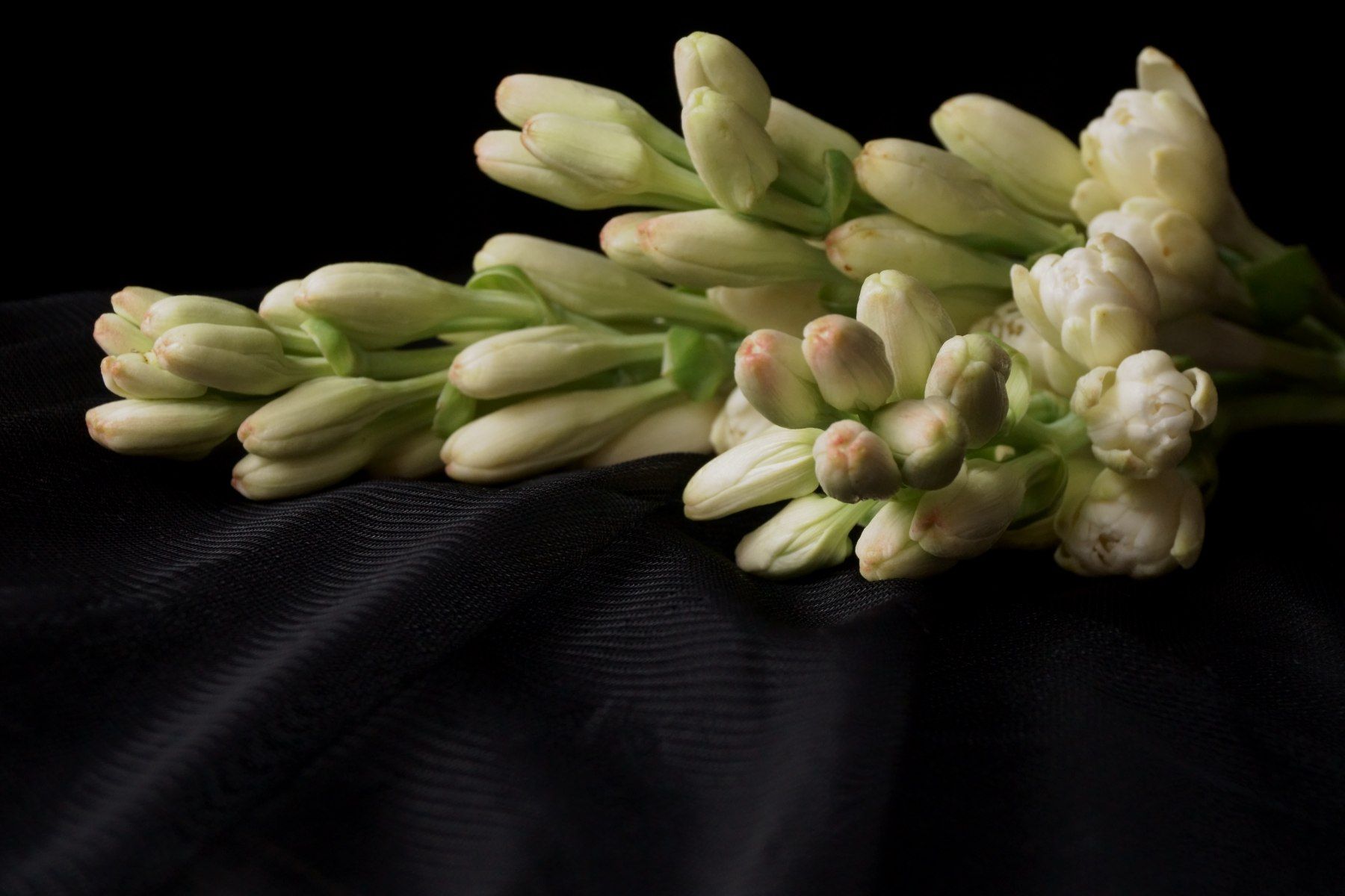 tuberose stems