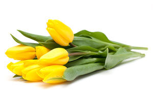 Fresh yellow tullips