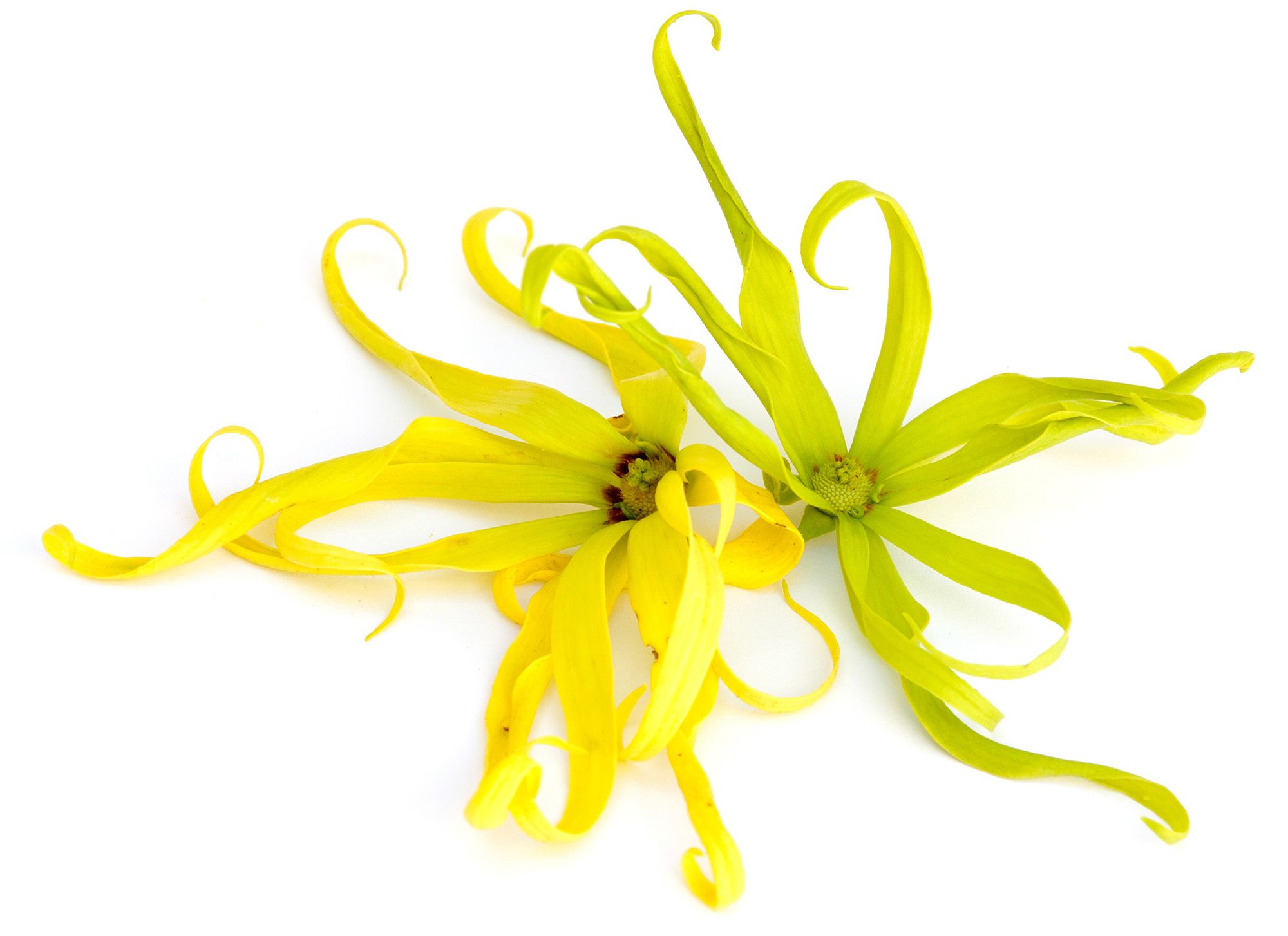 Ylang ylang.
