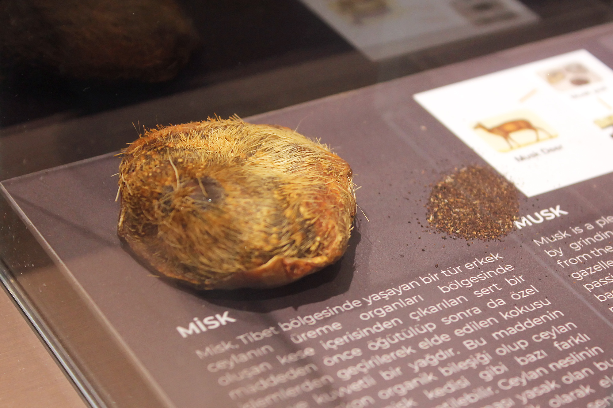 Natural musk in the osmotheque of PARFUMANE museum 