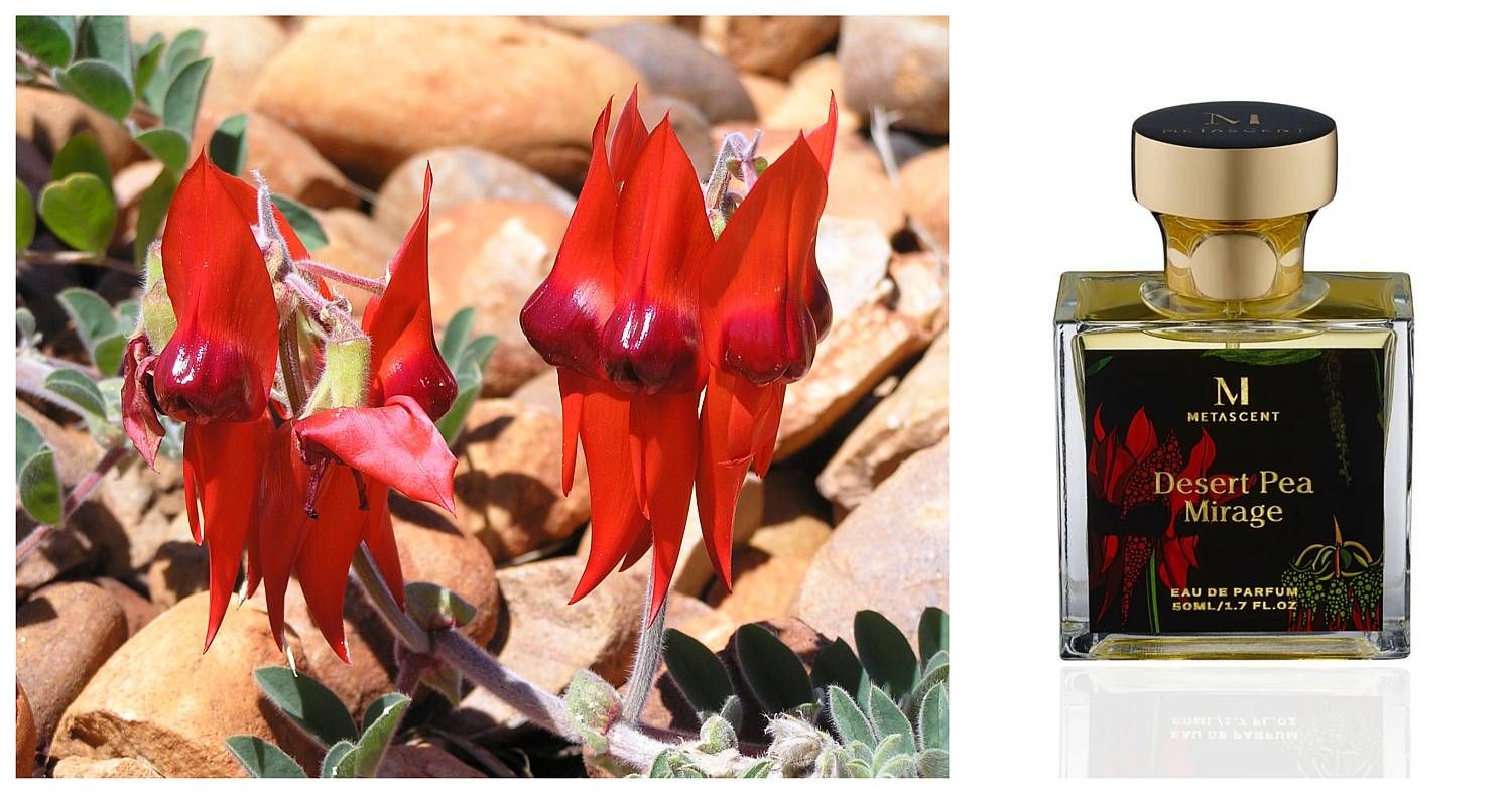 desert pea mirage metascent