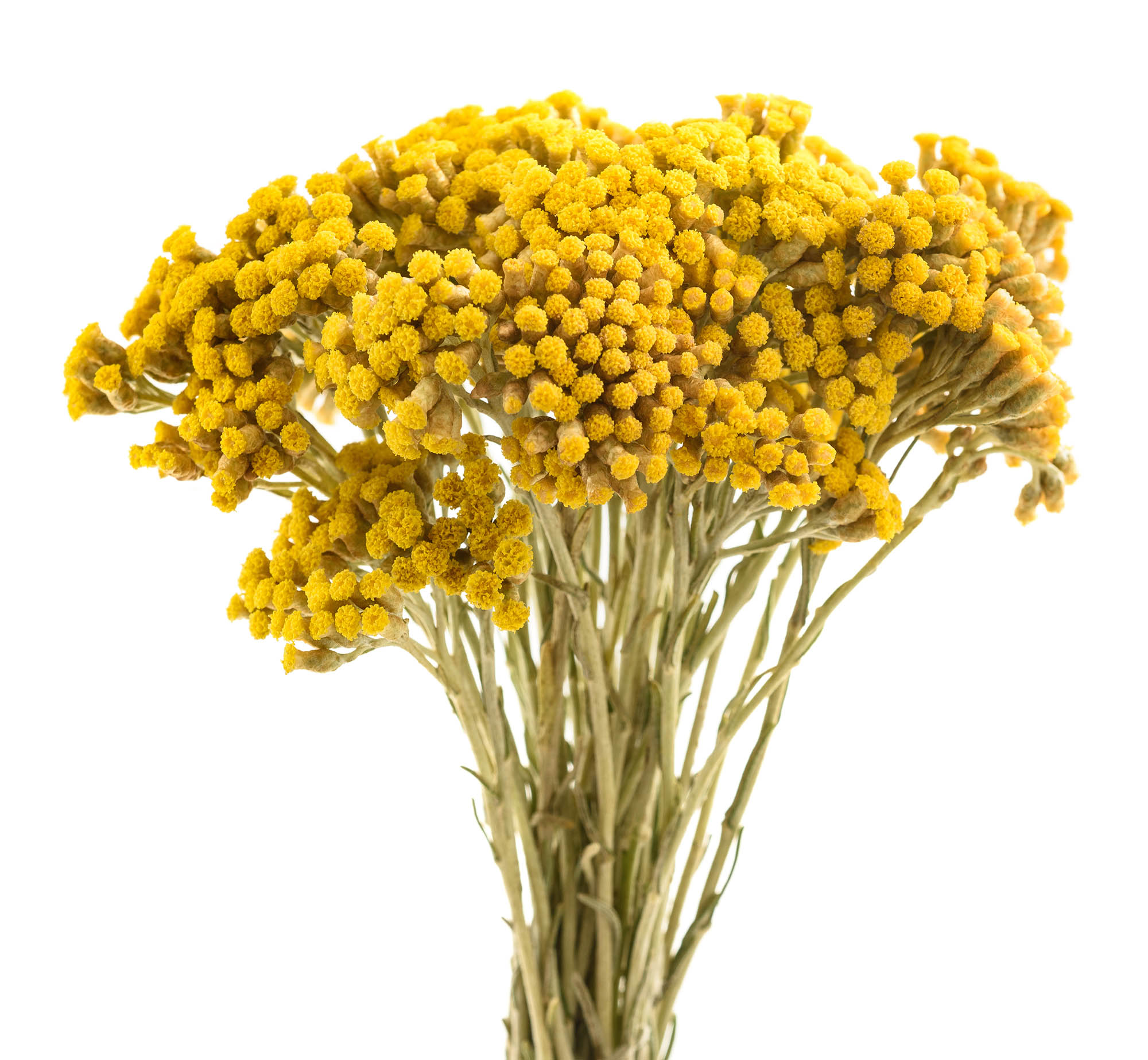 Květy immortelle (helichrysum).