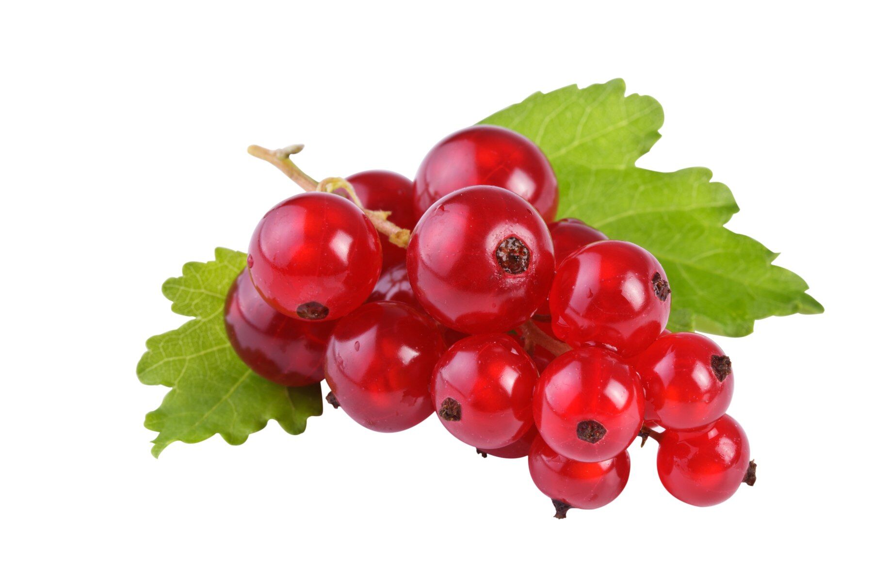 Redcurrants