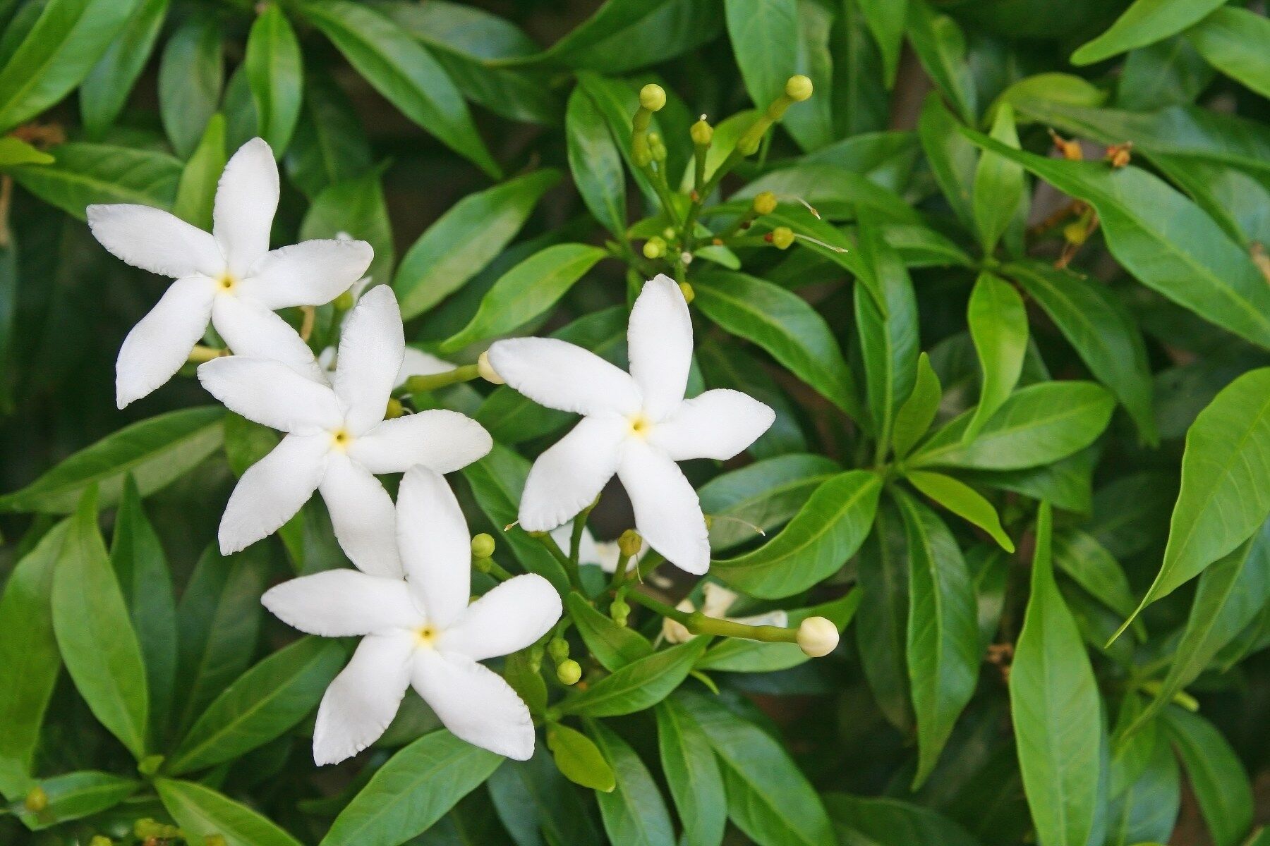 Jasmine flowers on green plant