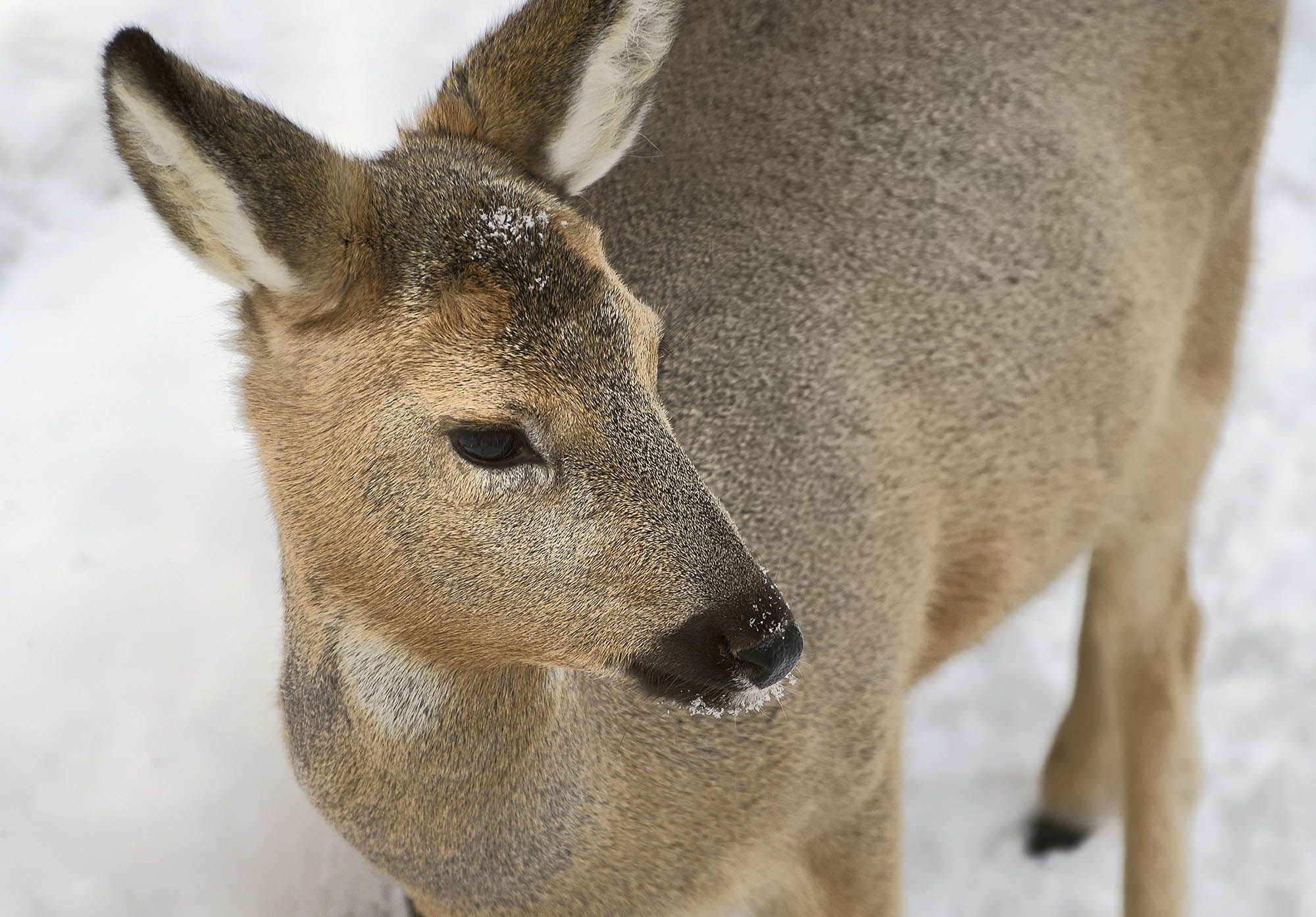Siberian musk deer.