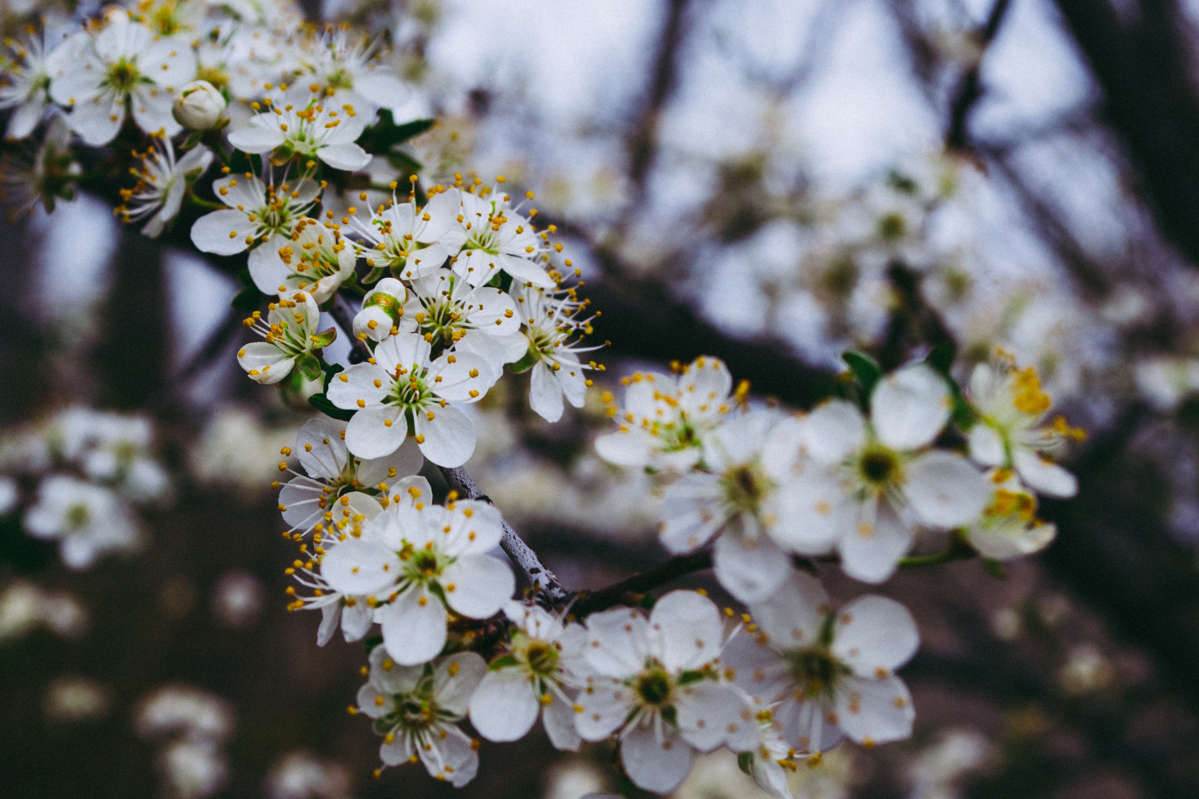 Зацвели цветочки. Весенние кусты цветущие. Дерево цветущее белыми цветами. Цветущие деревья весной белыми цветами с названиями. Кустарник в Крыму с белыми цветами весной.
