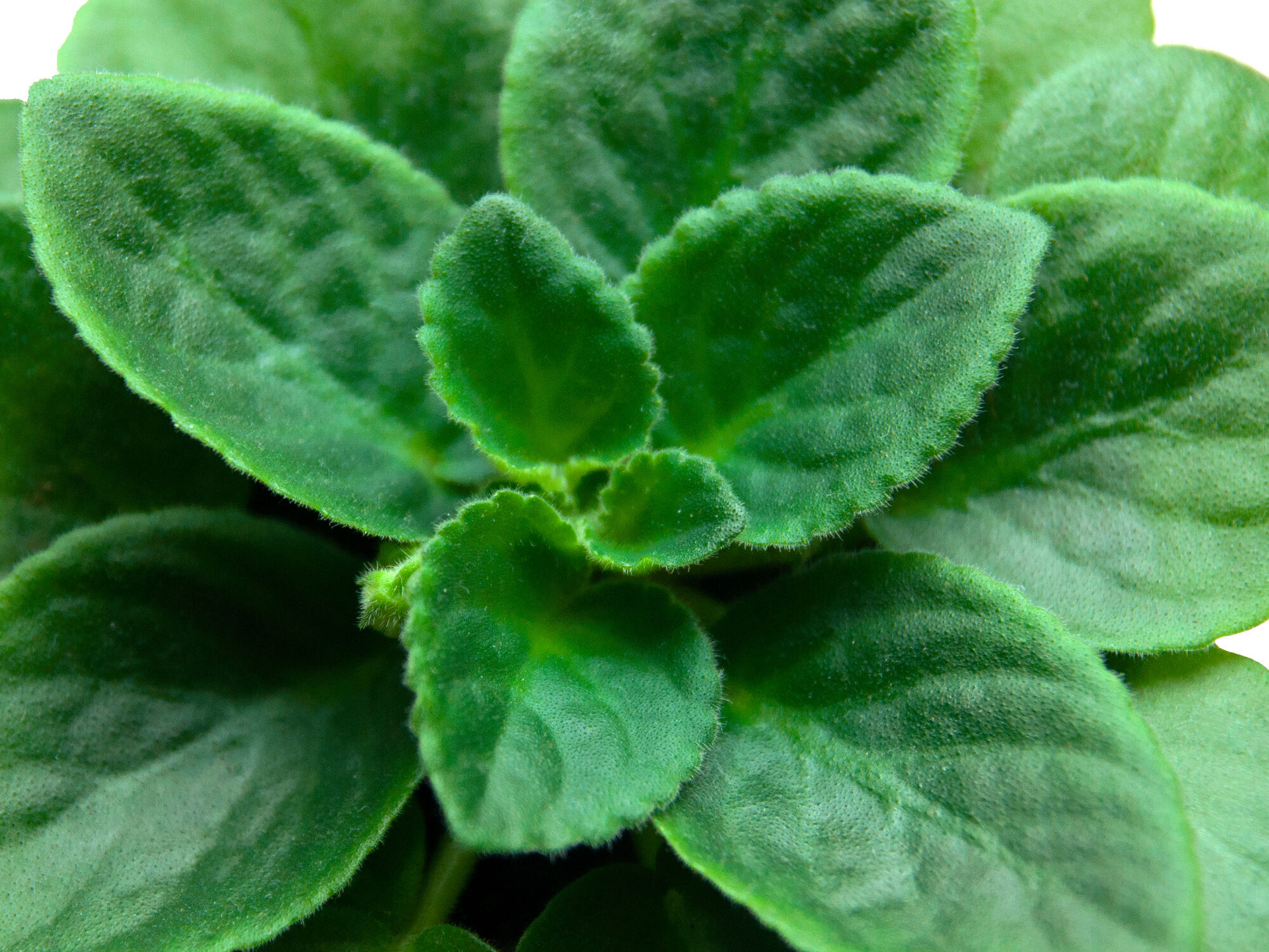 Violet leaves
