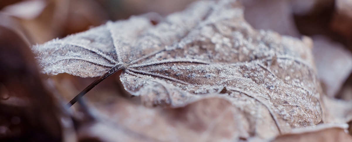 fallen leaf with frost on it