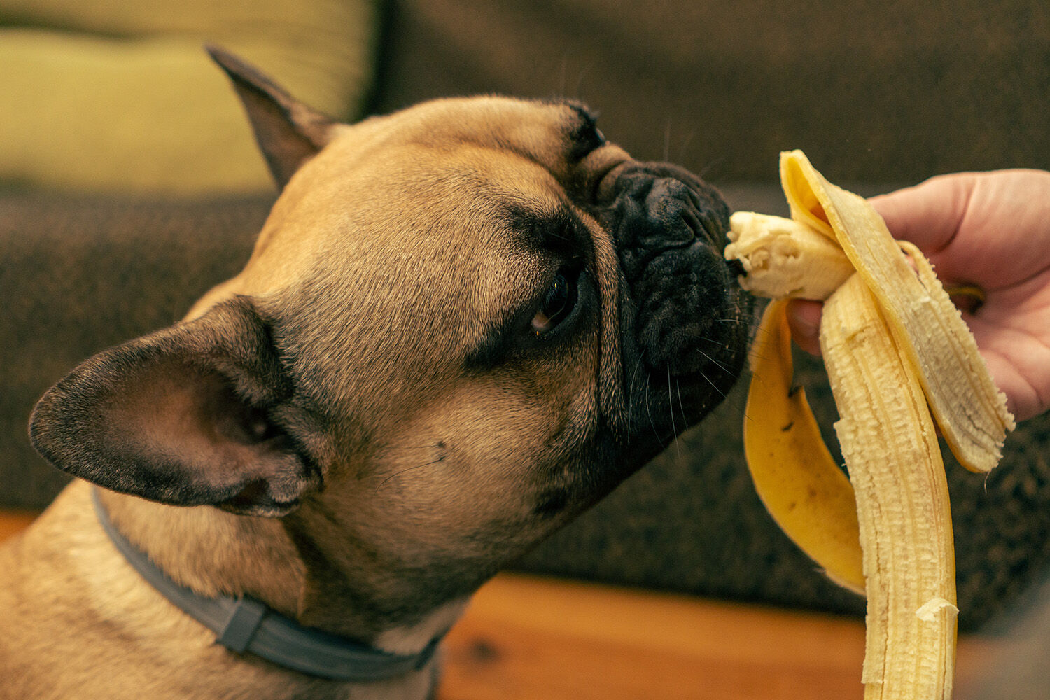 frenchie and banana