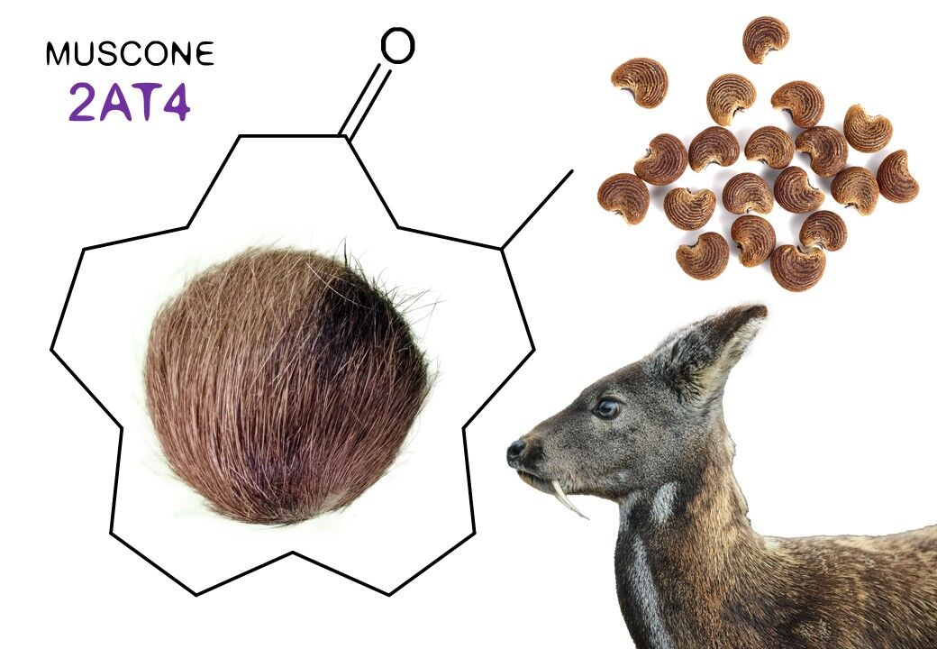 muscone chart for chemical formula with deer musk photo and fur 