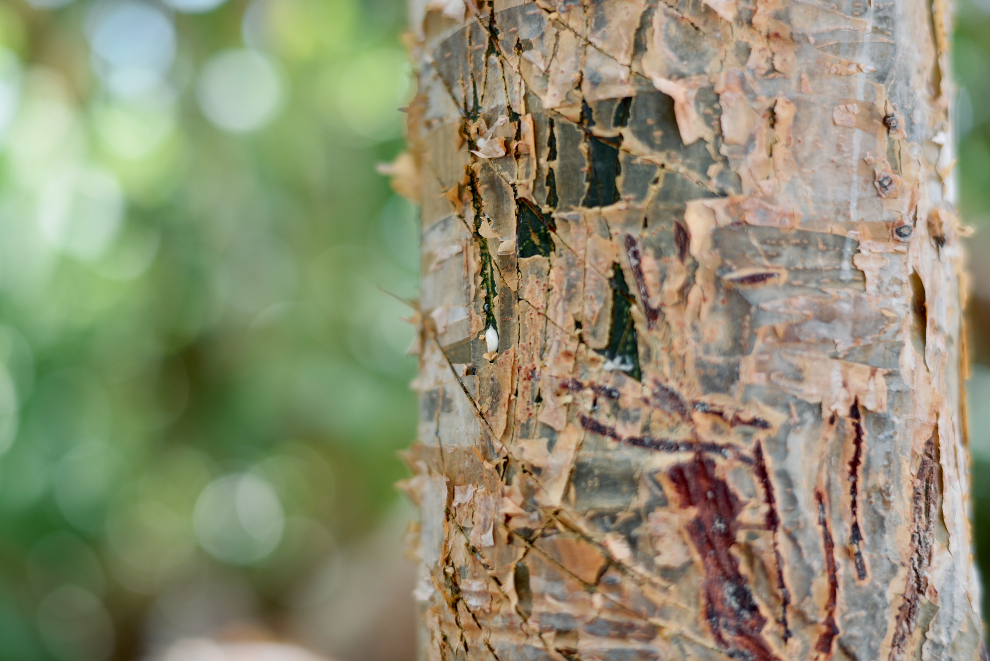 Amouage Voyage или путешествие в удивительный Оман. Часть 1. Ладан