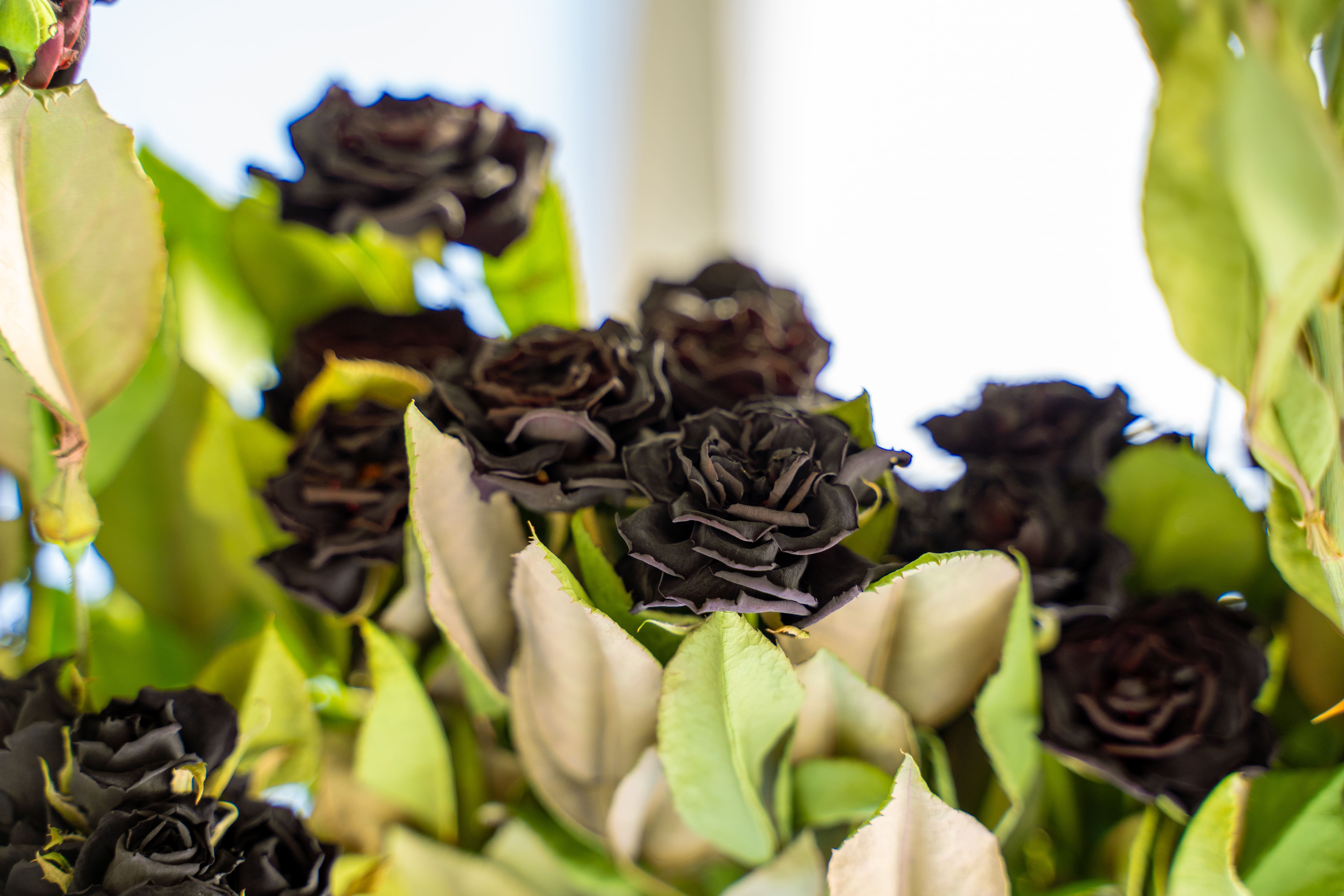 Halfeti roses