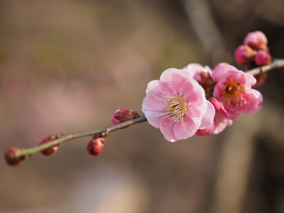 Feminite du Bois Plum Wine in the Days of the Plum Blossom Season