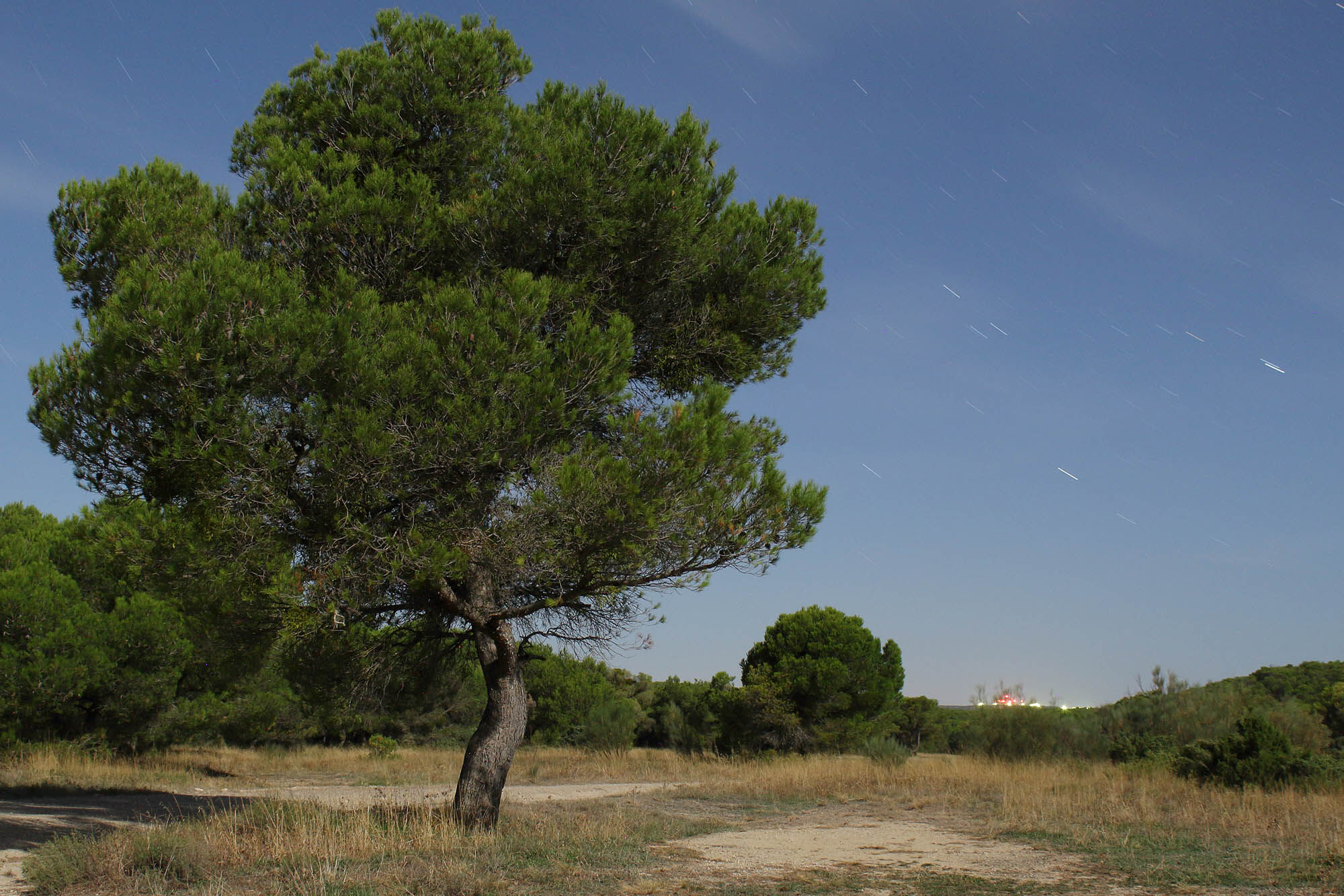 Pine tree in a field in Spain's Aragon region.