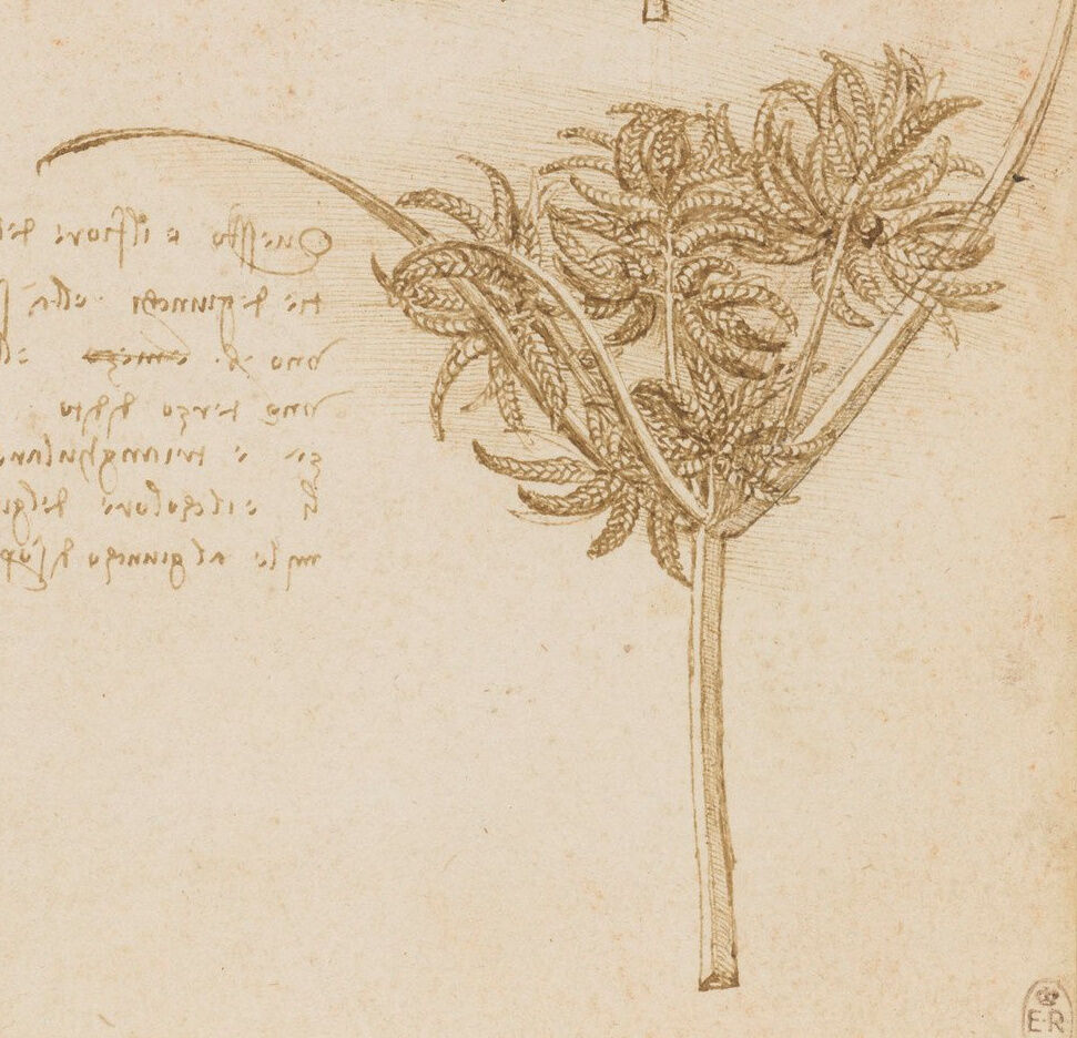 Sedge drawing by Leonardo da Vinci via wikimedia commons