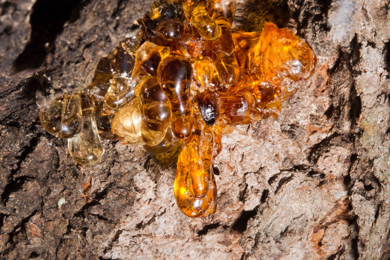 Frankincense