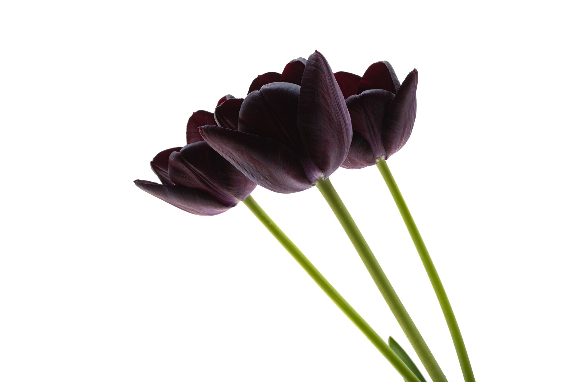Black Tulips.