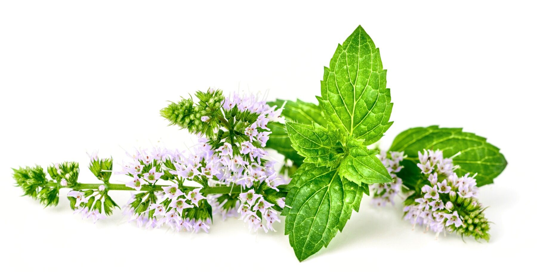 Mint leaves and flowers on a white background