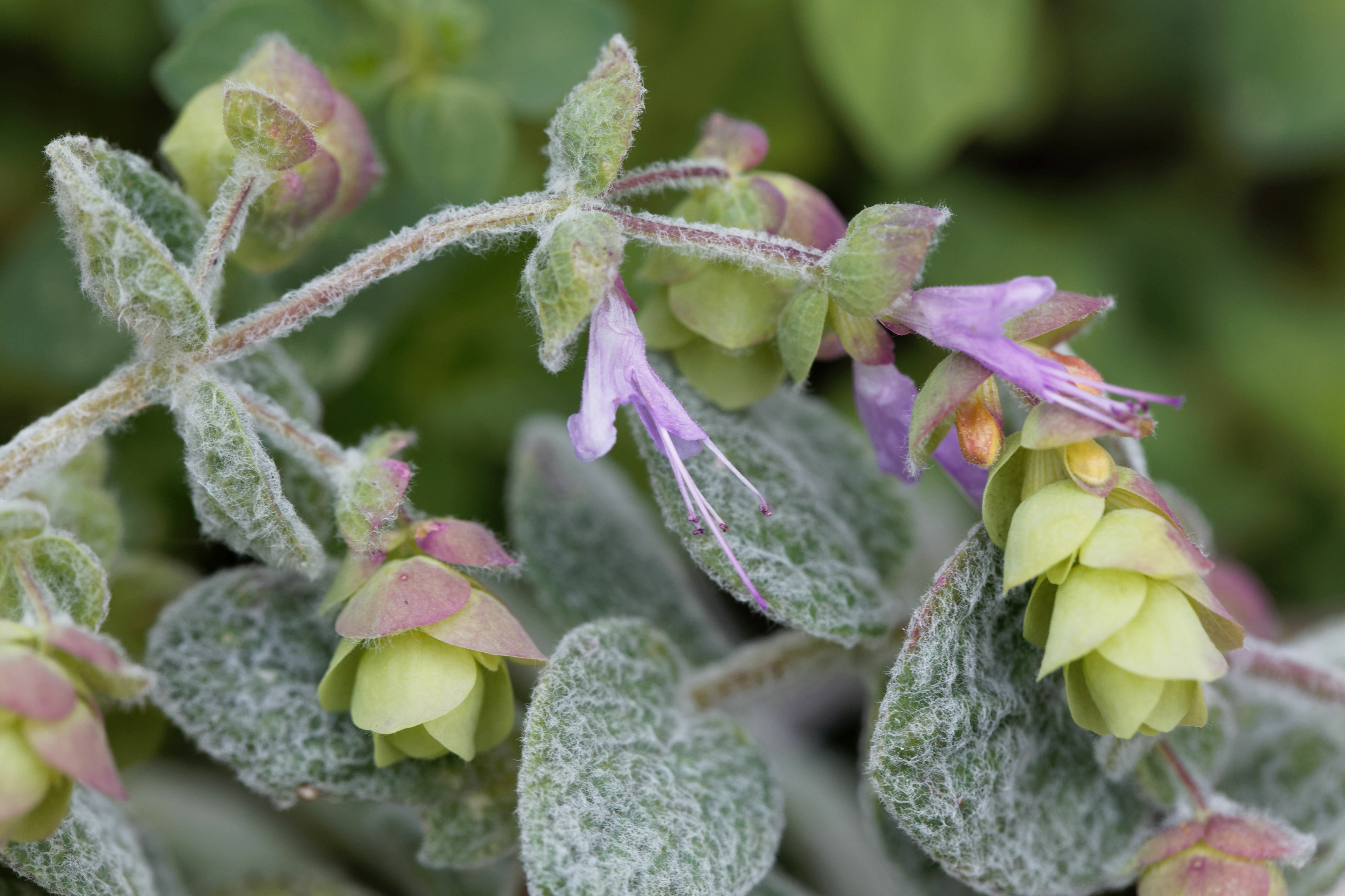 Dry steam plants фото 25