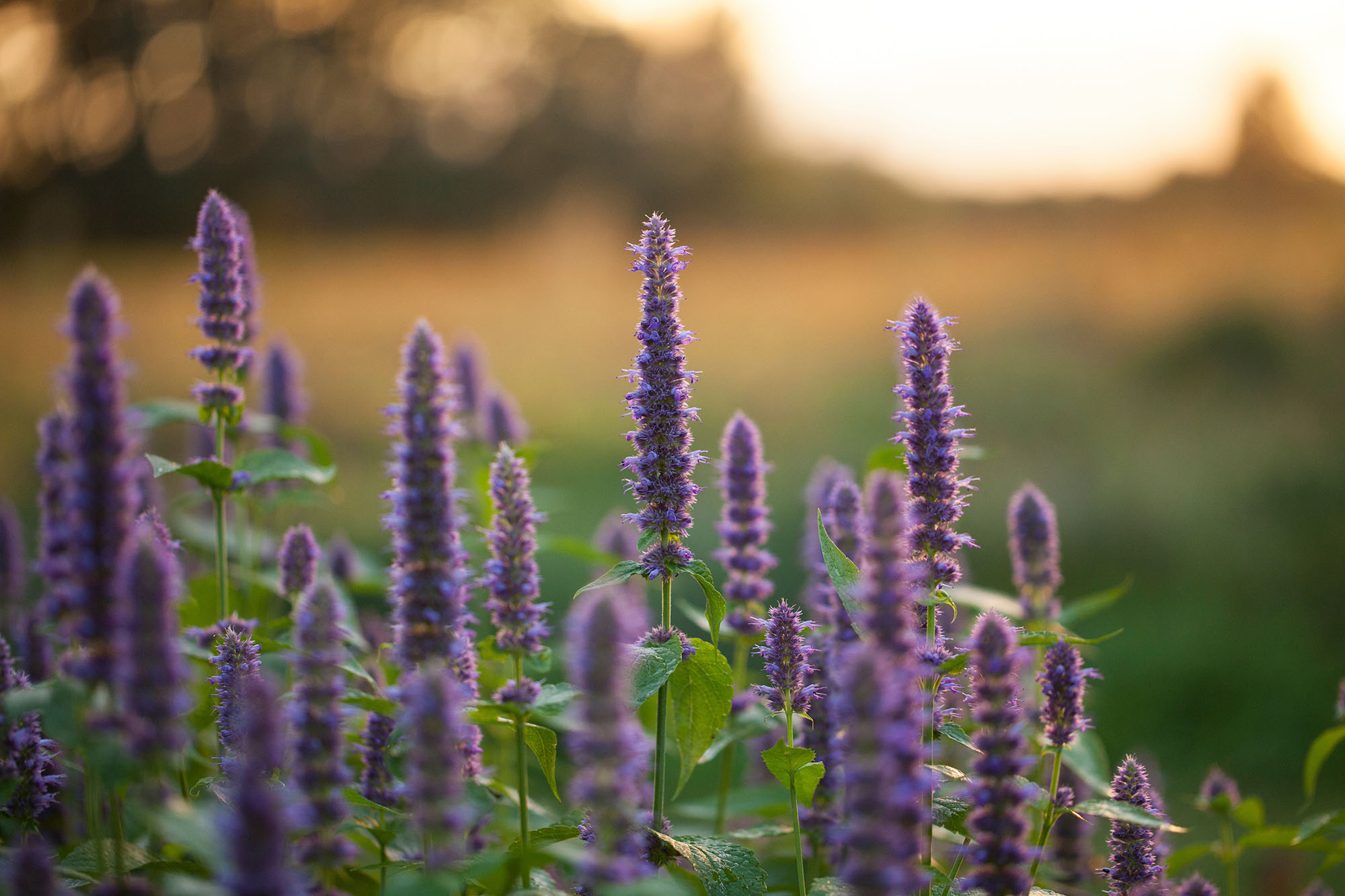 Field of hyssop flowers.