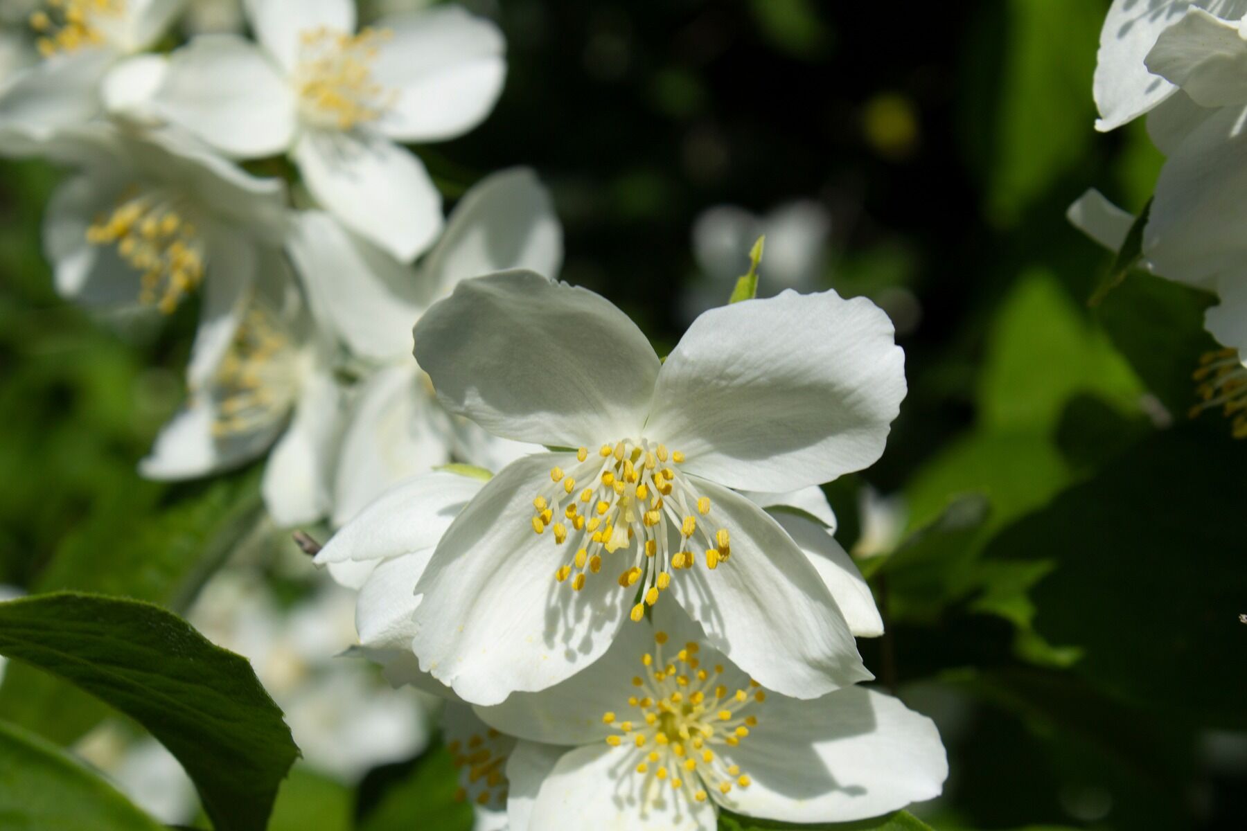 A white, mock orange blossom flower