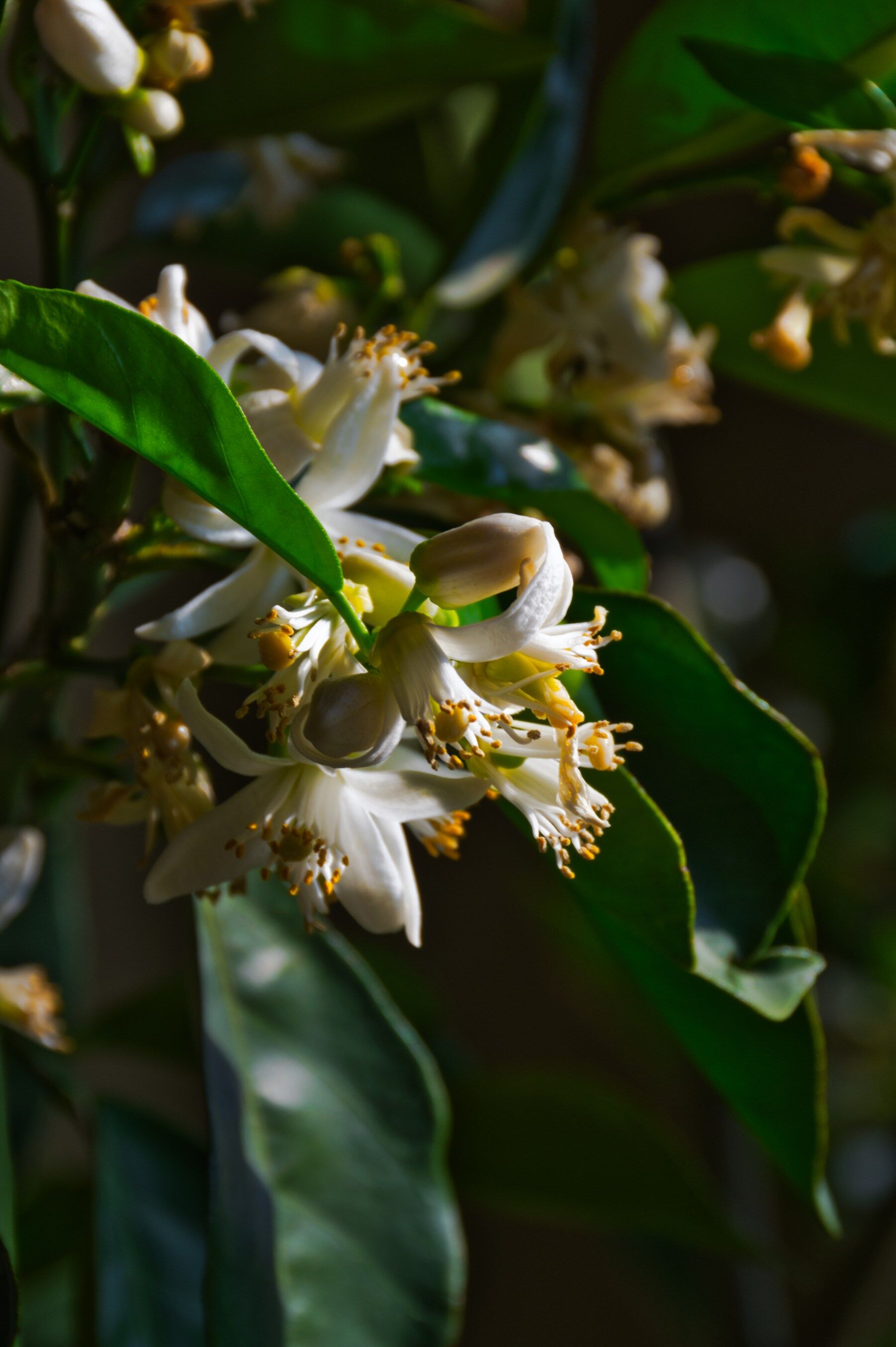 Orange blossom on the vine