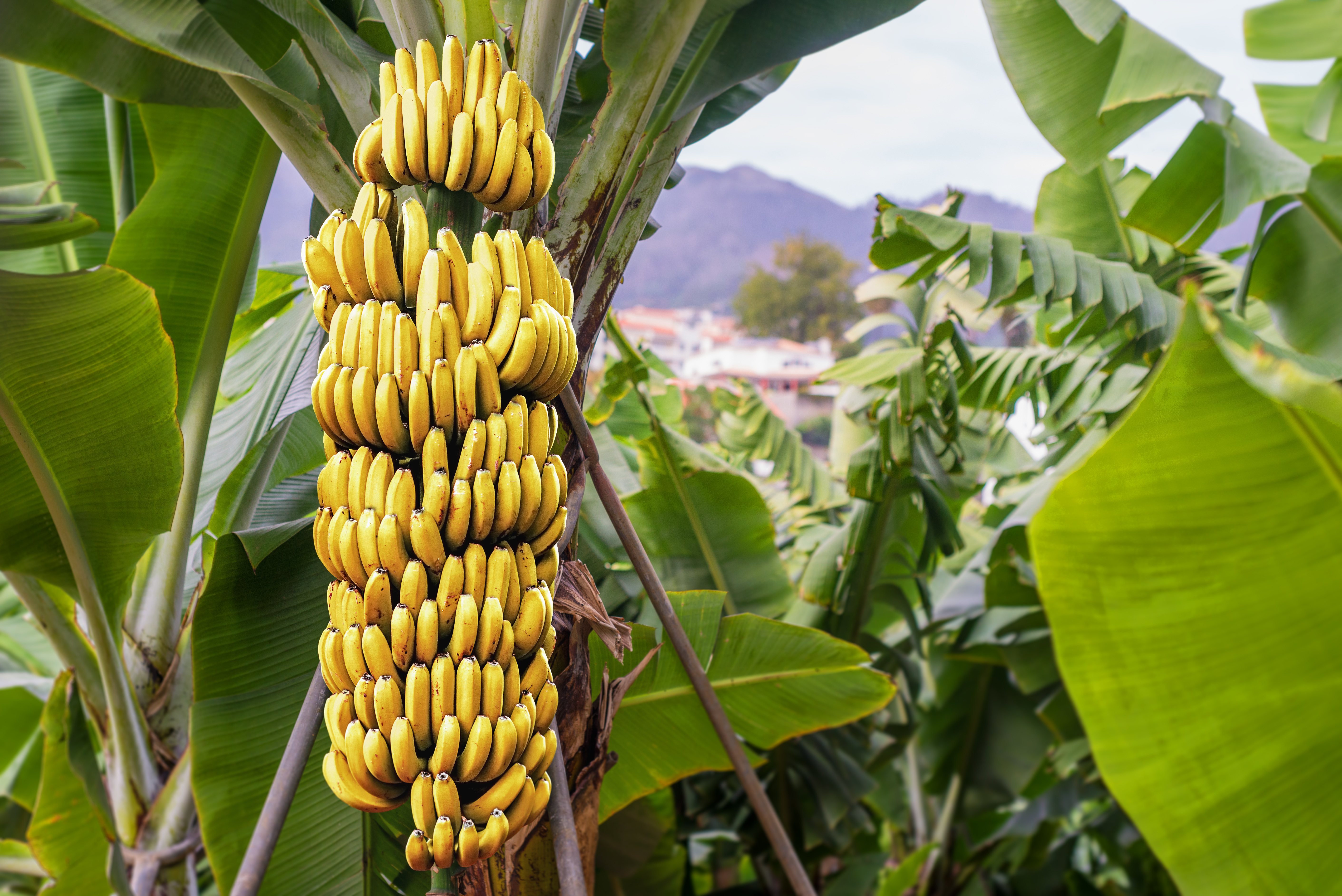 Страны выращивающие бананы. Банановая Пальма дерево. Банан красный Кавендиш. Бананы на Пальме. Банановое дерево это трава.