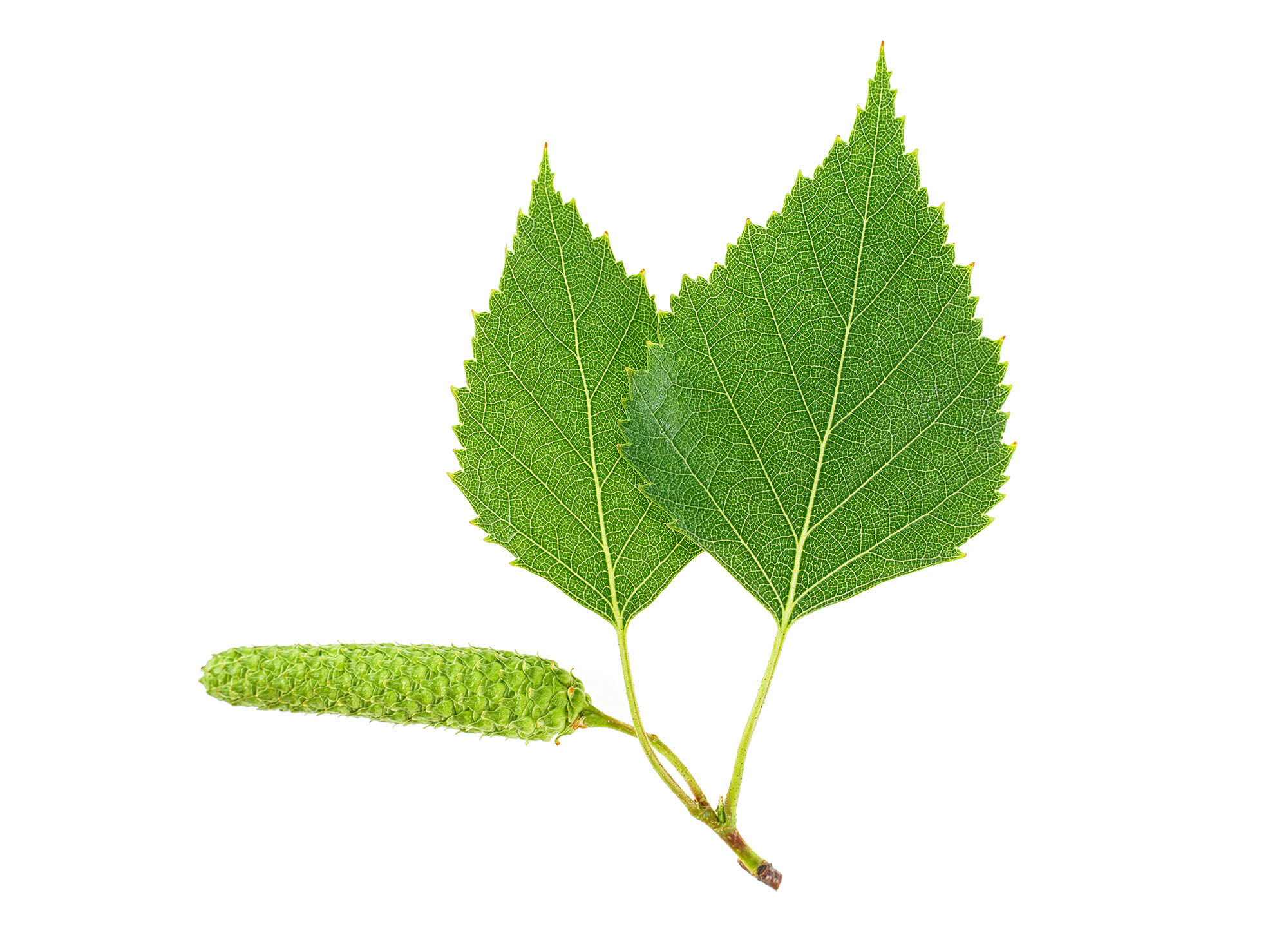 Birch leaves.