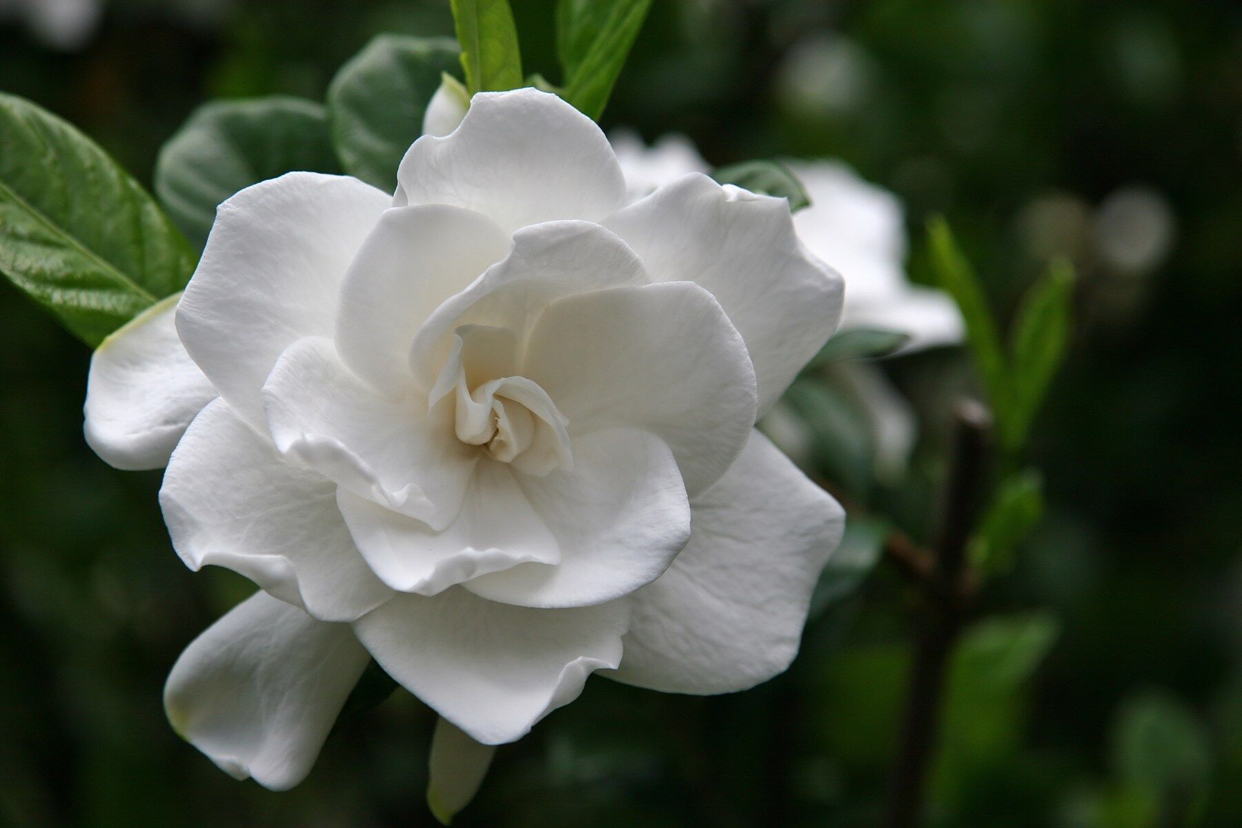 A gardenia flower on a green bush