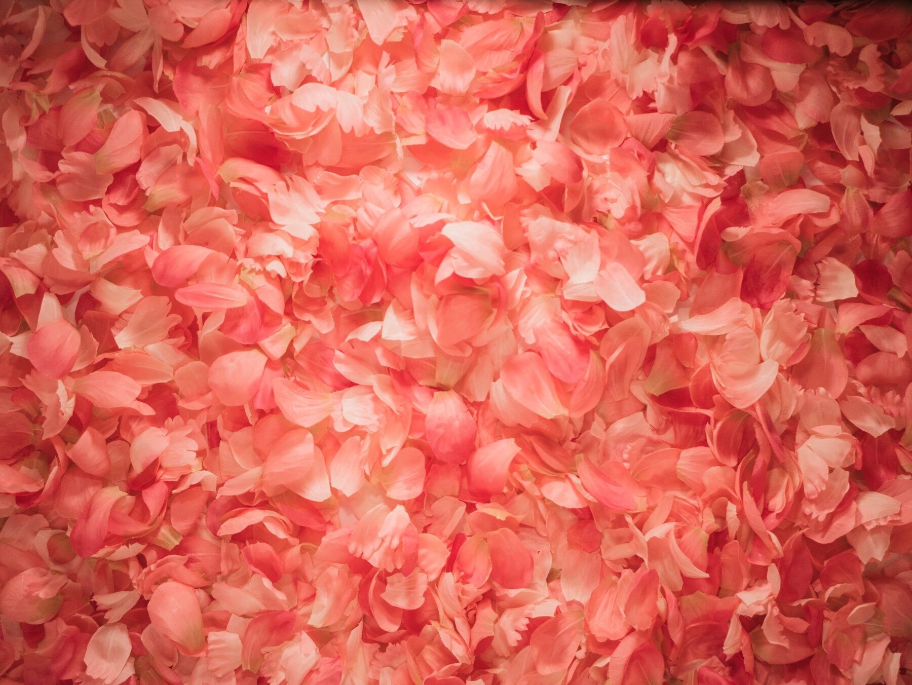 Bed of rose petals