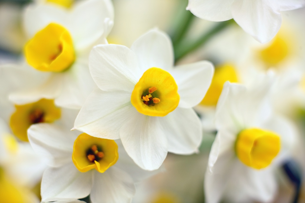 Narcissus