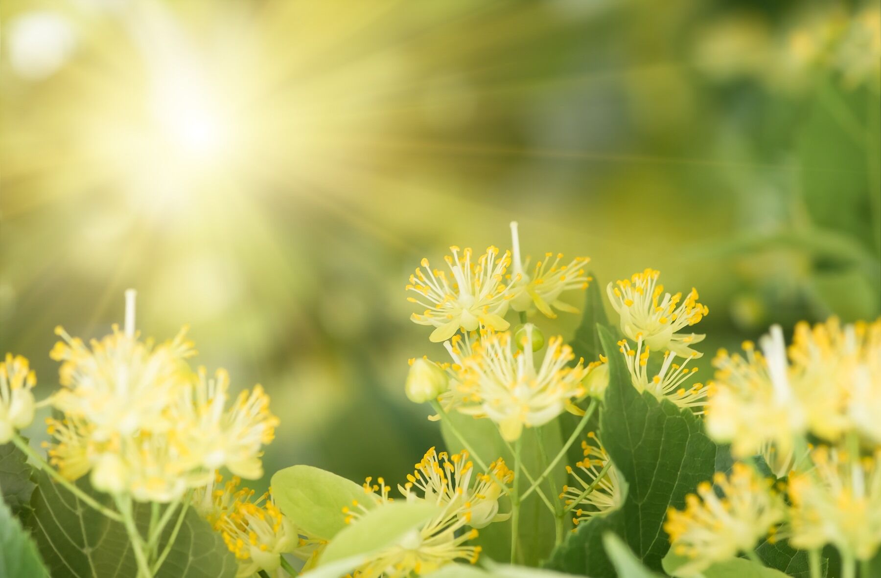 Linden flowers growing towards the light