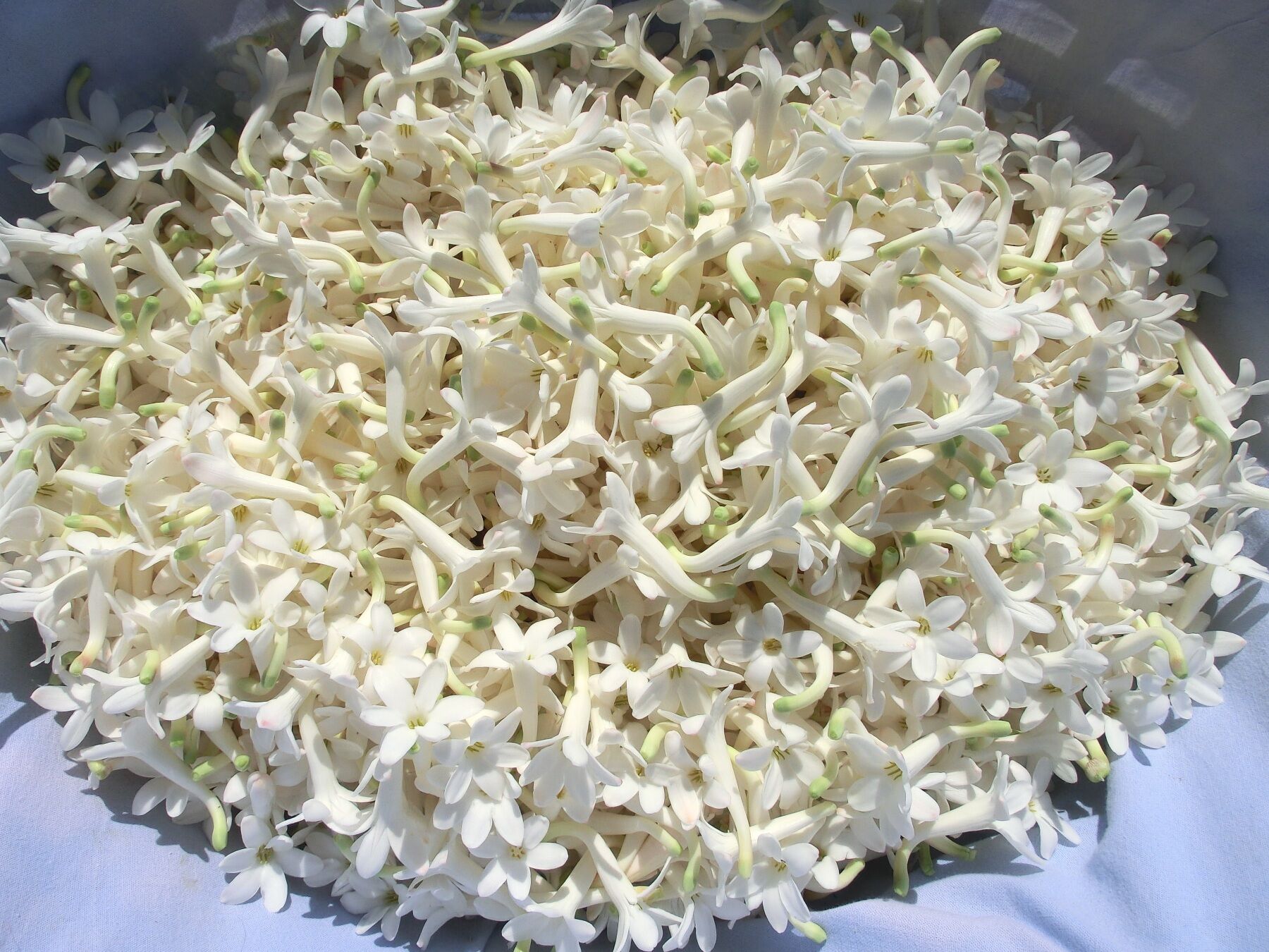 A pile of tuberose blooms that have been harvested