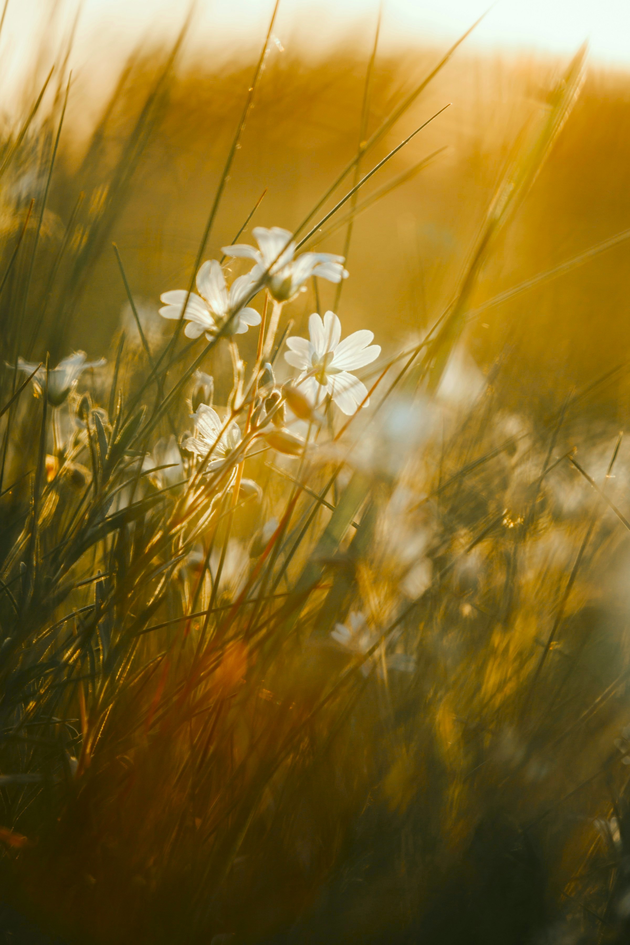 お茶を注ぐ様子