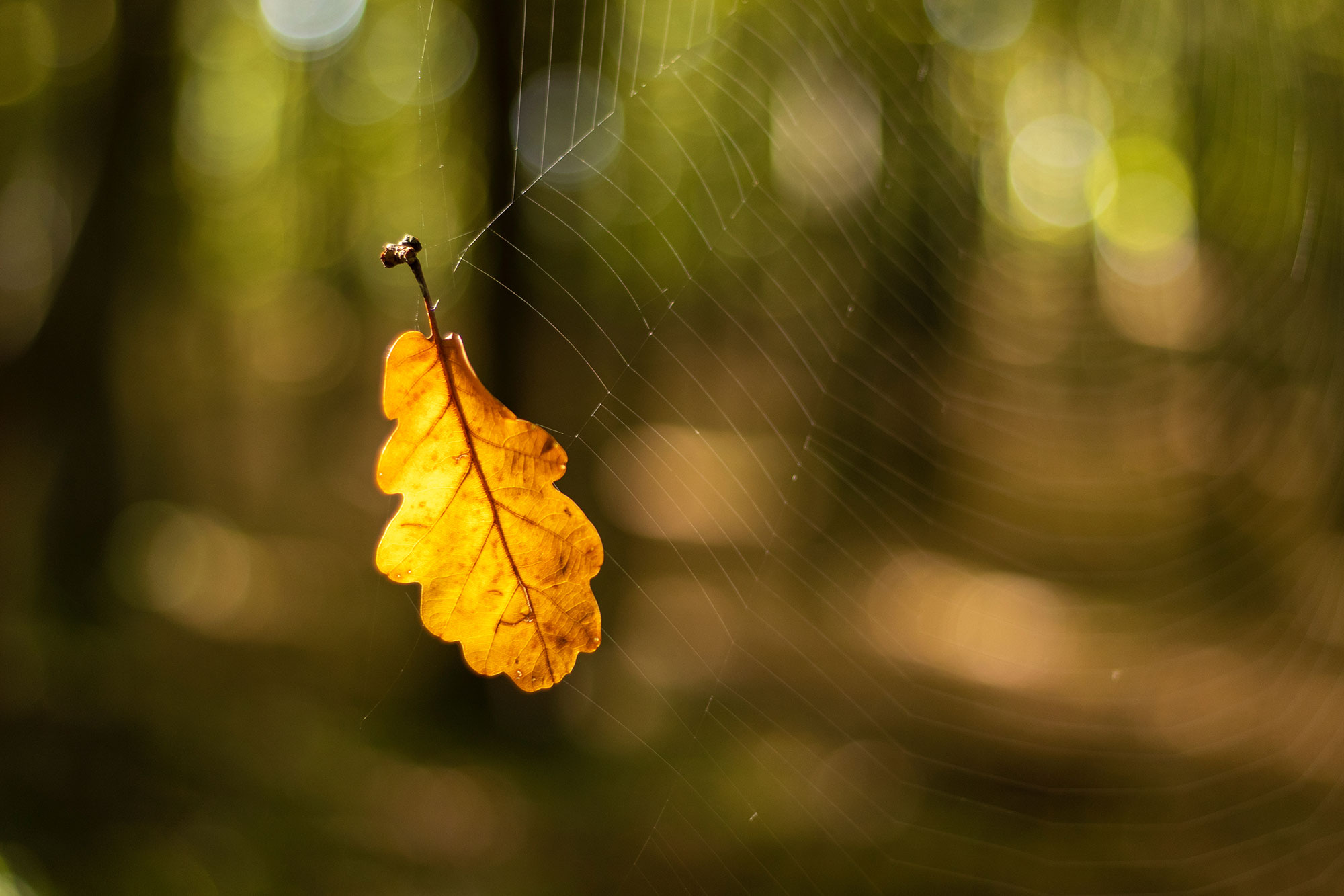 spider's web hanging on a tree