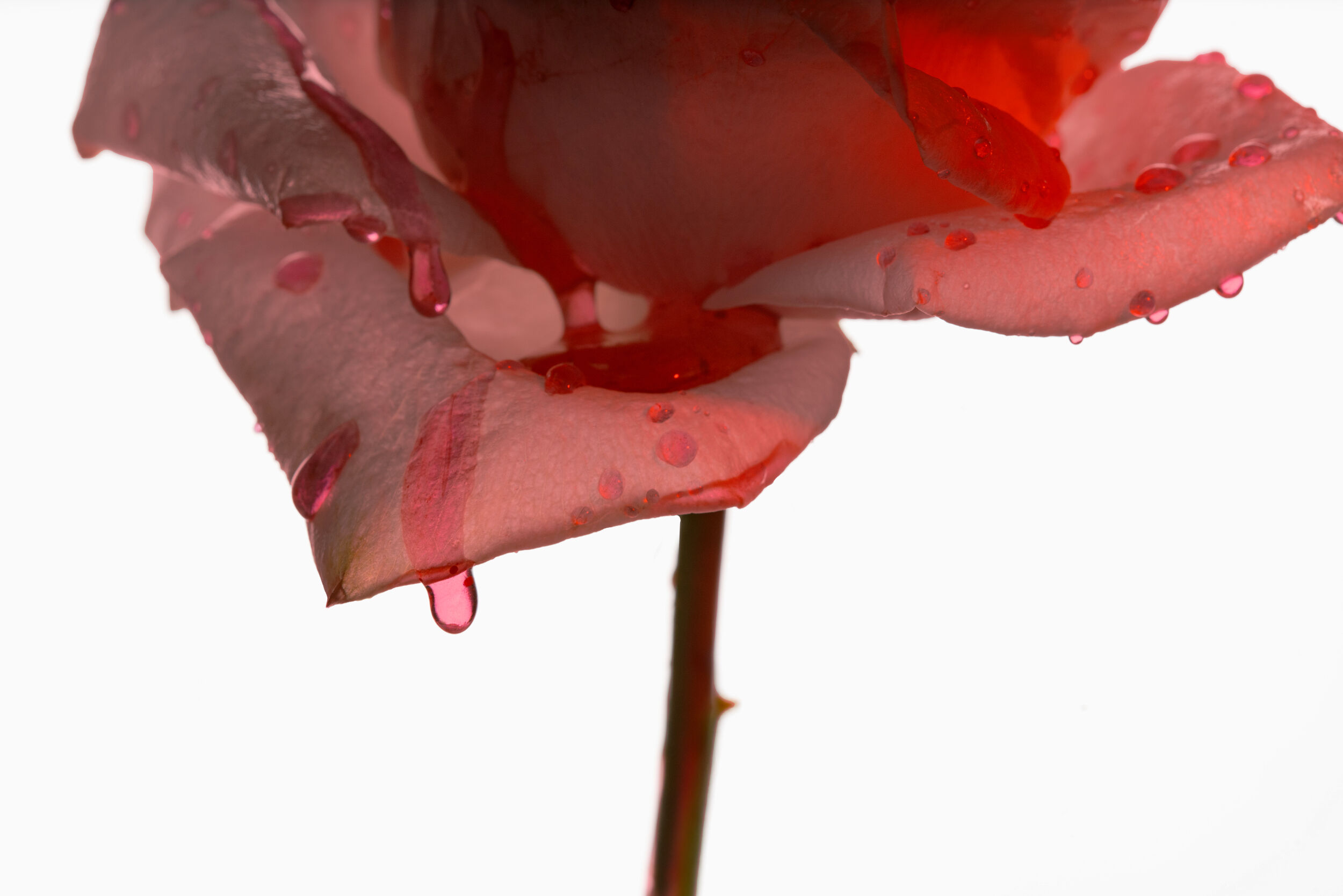 Spiky Muse: How Ex Nihilo Gave Rose an Edge