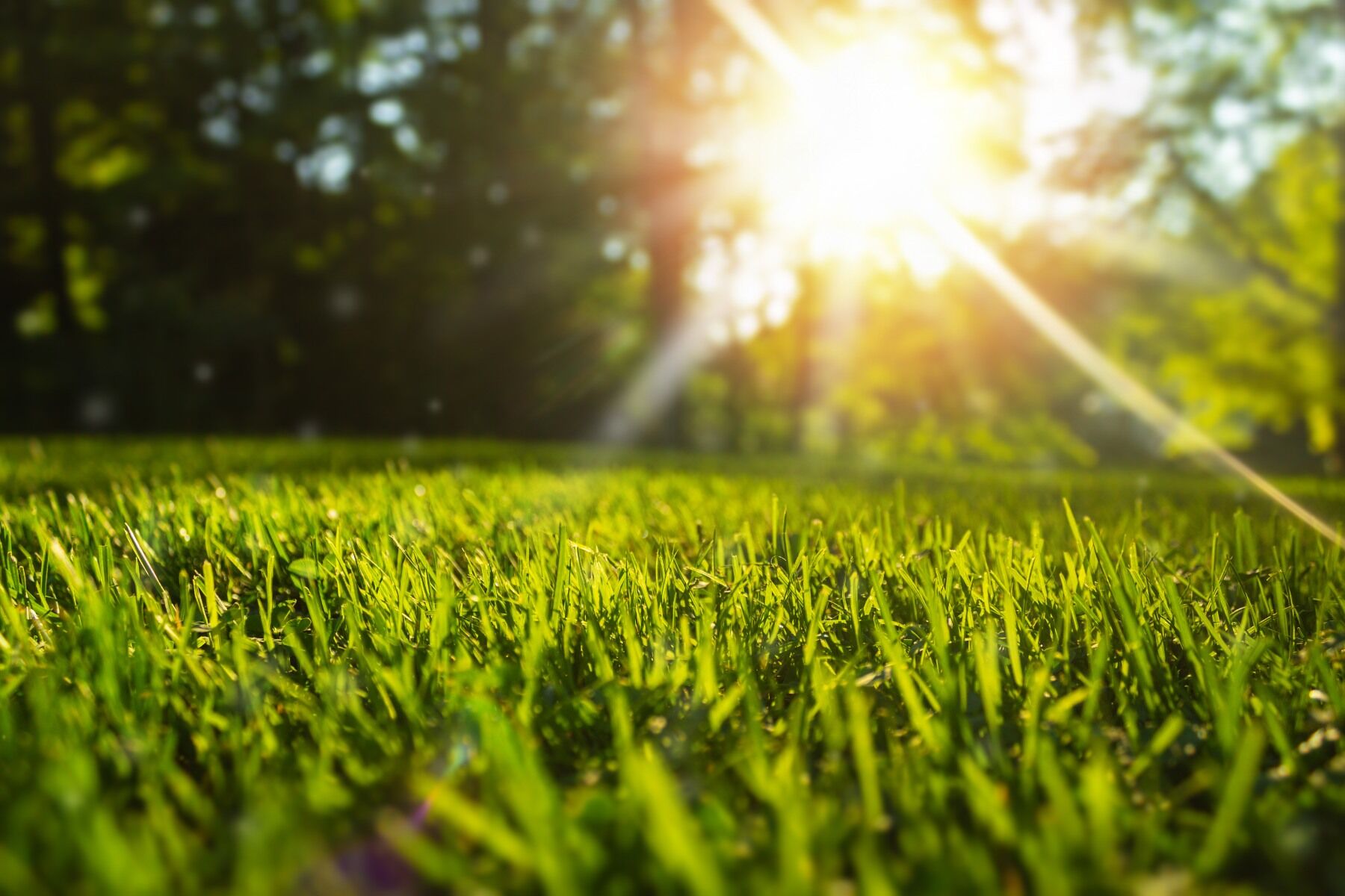 Grass in sunshine