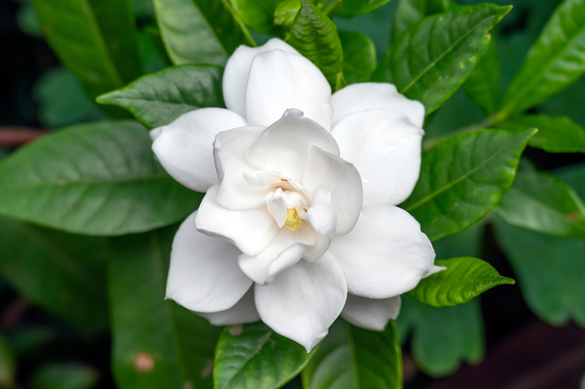 Gardenia blossom against leaves.