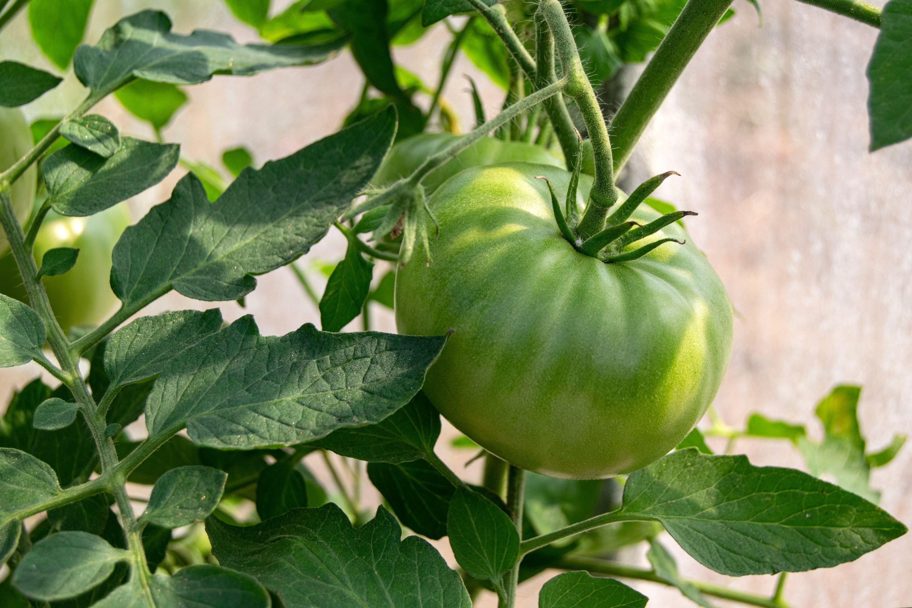 Tomato leaves