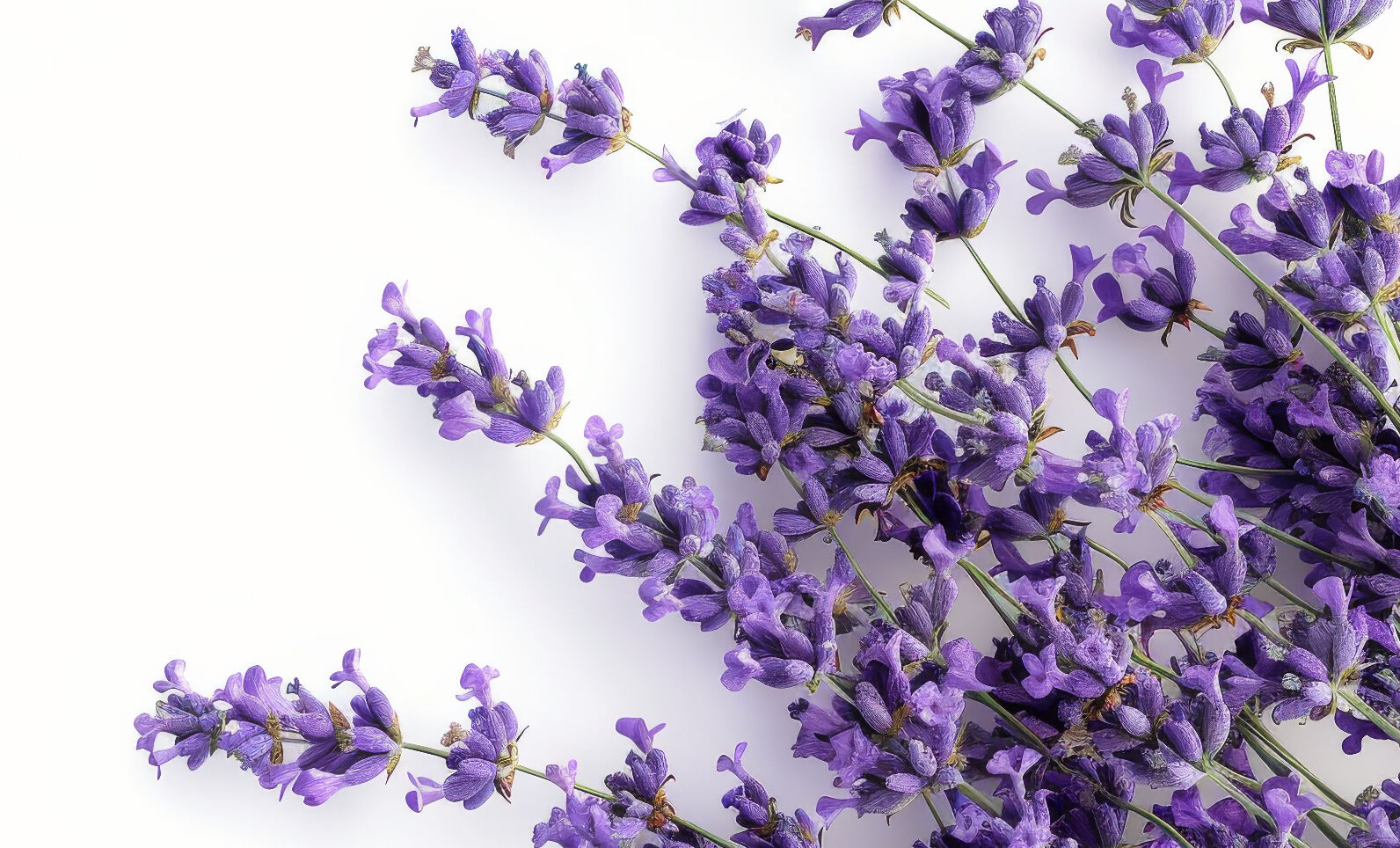 Absolu Aventus by Creed: A New Take on a Beloved Fragrance