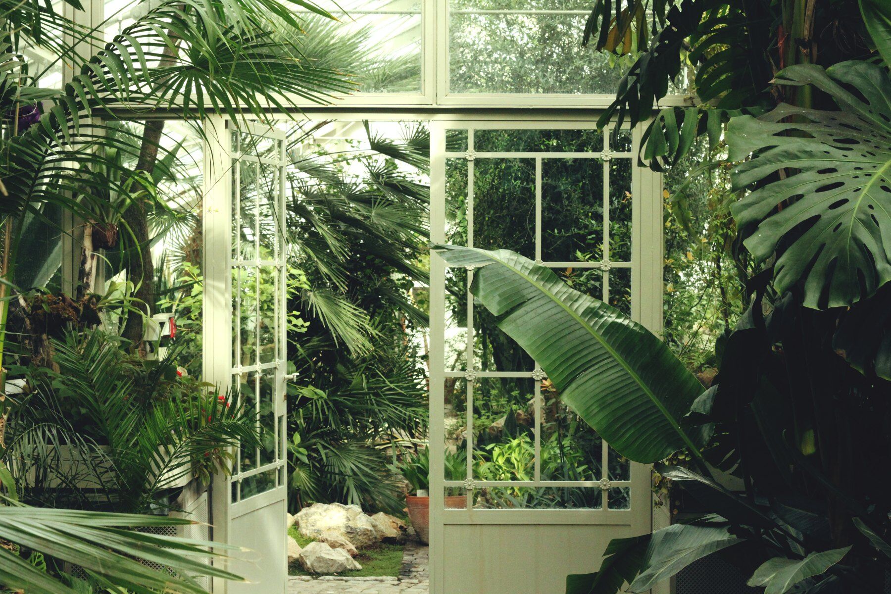 A view from within a greenhouse full of lush green plants looking towards a glass door