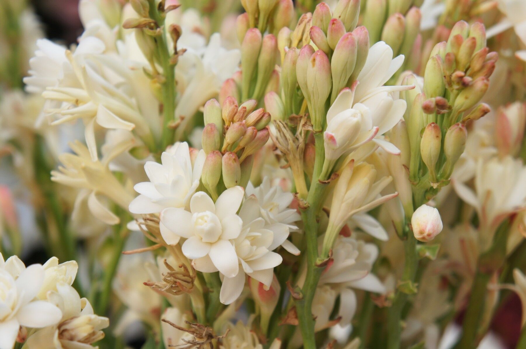A group of tuberose flowers