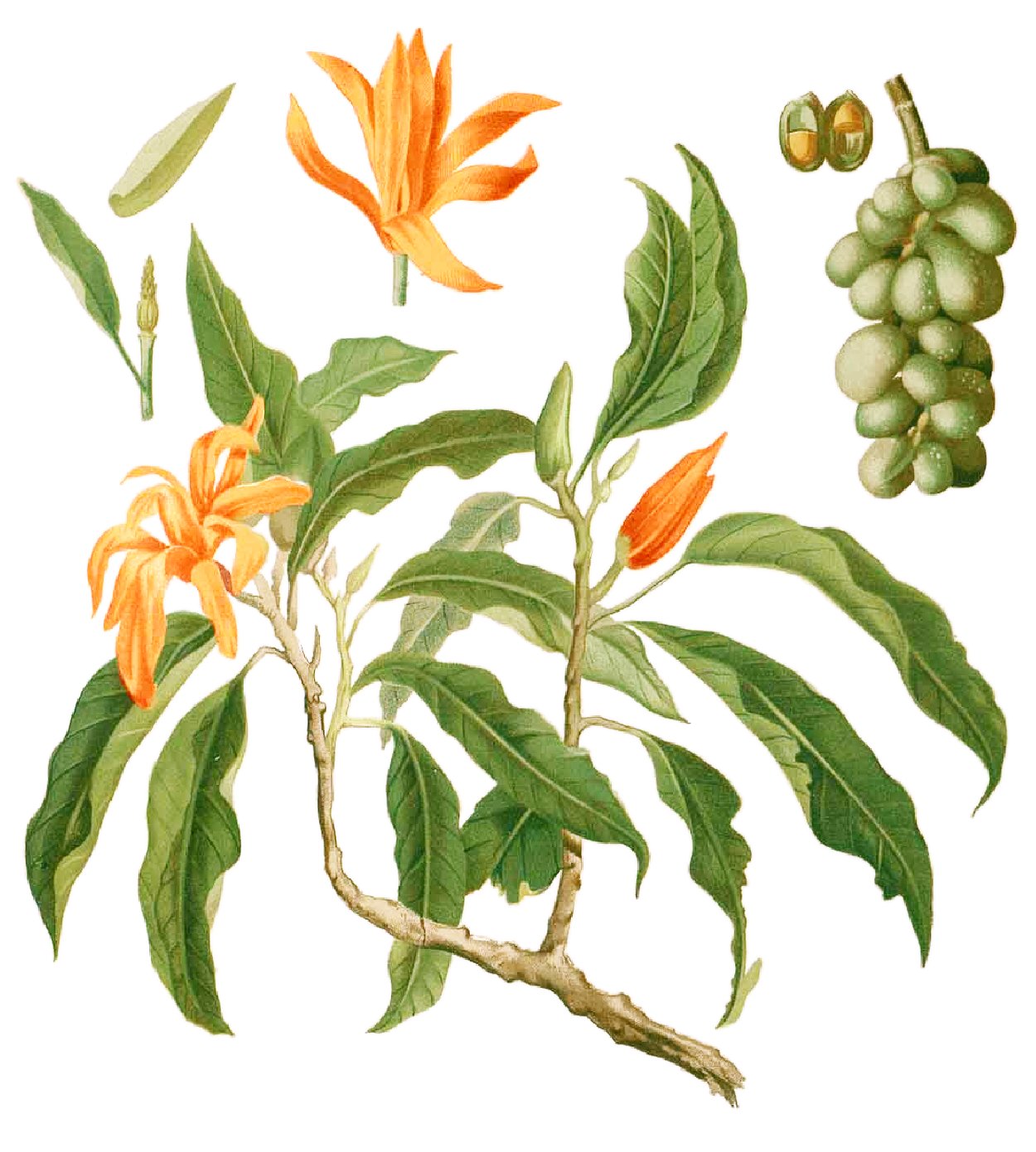 Magnolia Champaca, Francisco Manuel Blanco 