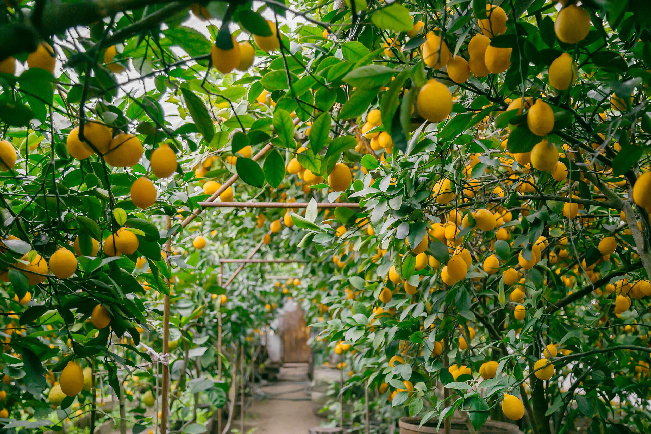 My Clémentine from Aphôrismes by Dominique Ropion: A Monument to Citrus